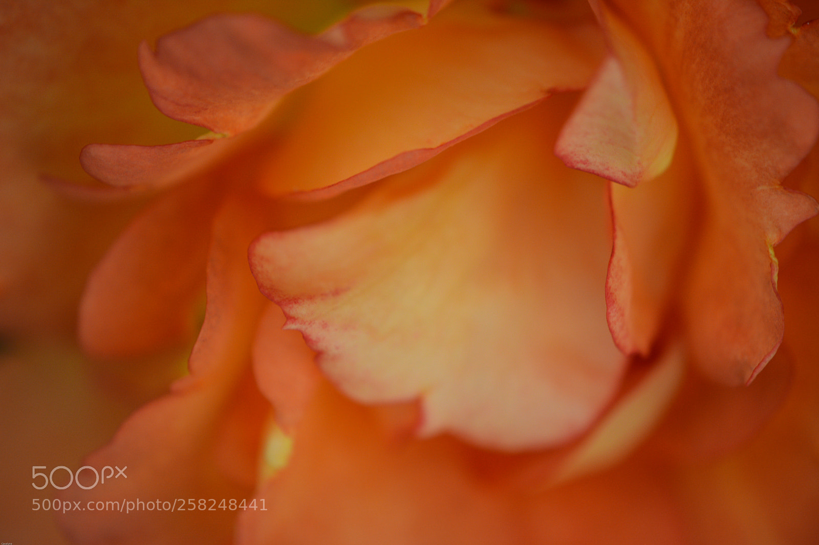 Nikon D5200 sample photo. Roses are sensual photography