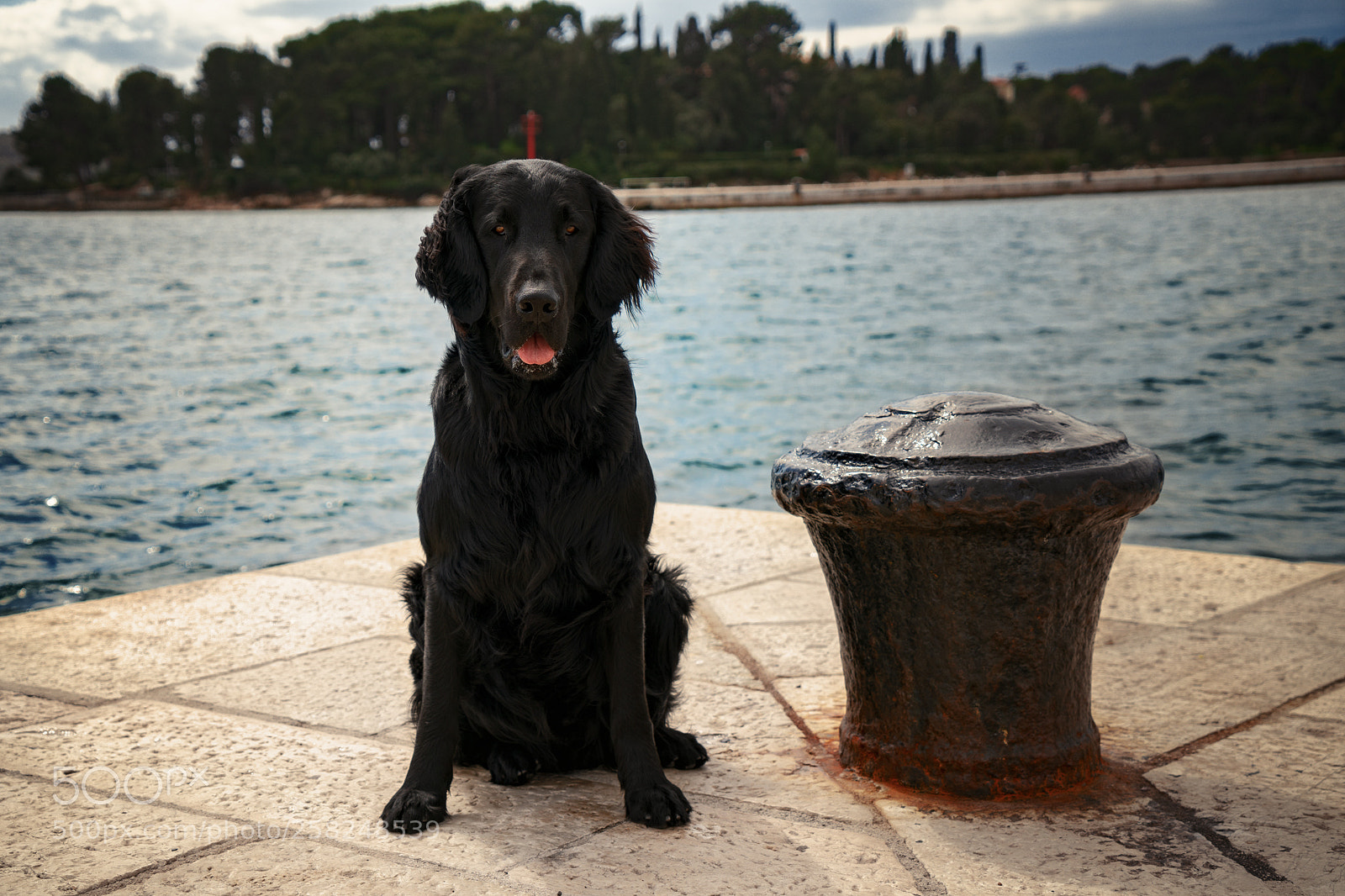 Sony a7R II sample photo. The boss photography