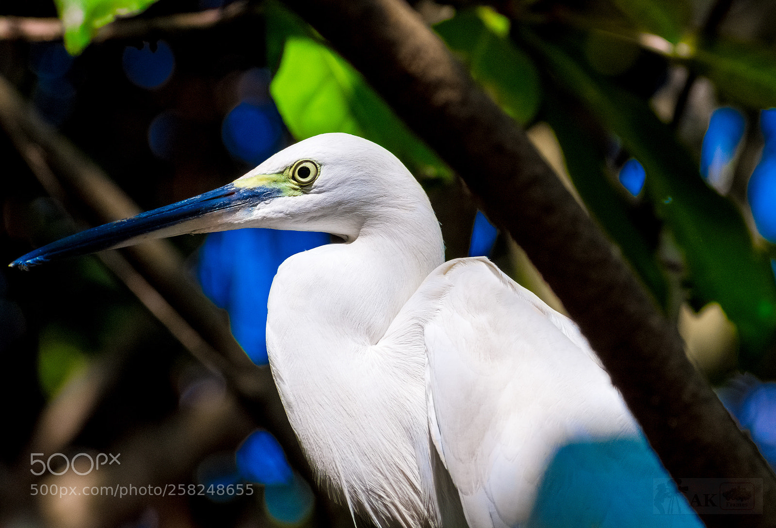 Nikon D7200 sample photo. The bird eye....... photography