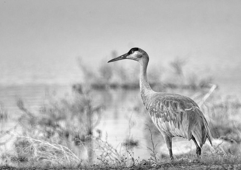 Nikon D7200 sample photo. Sandhill crane bw photography