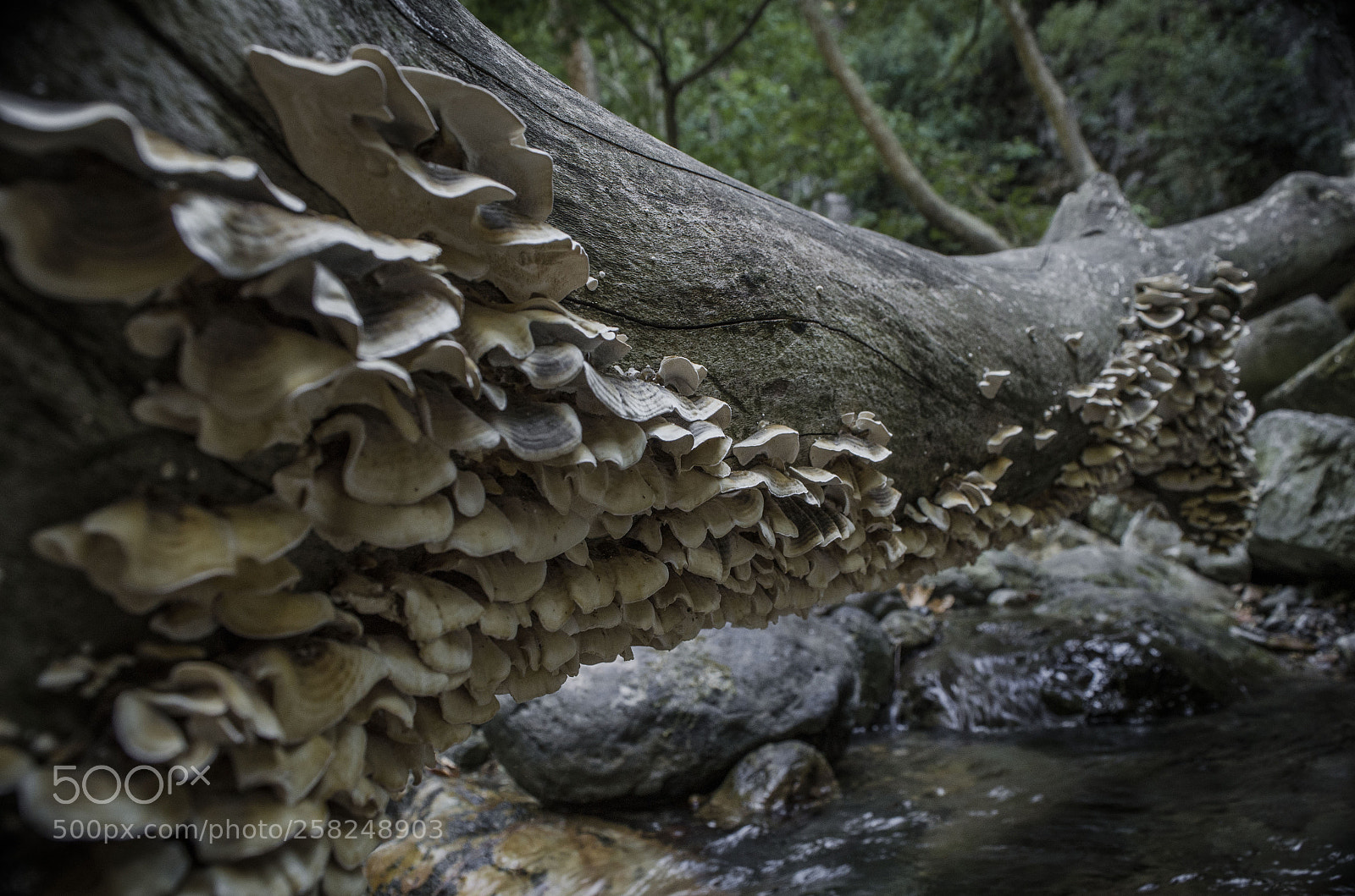 Nikon D7000 sample photo. Mushroom photography