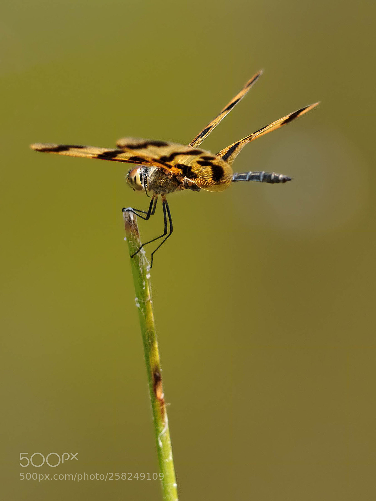 Olympus OM-D E-M1 sample photo. Golden dragonfly photography
