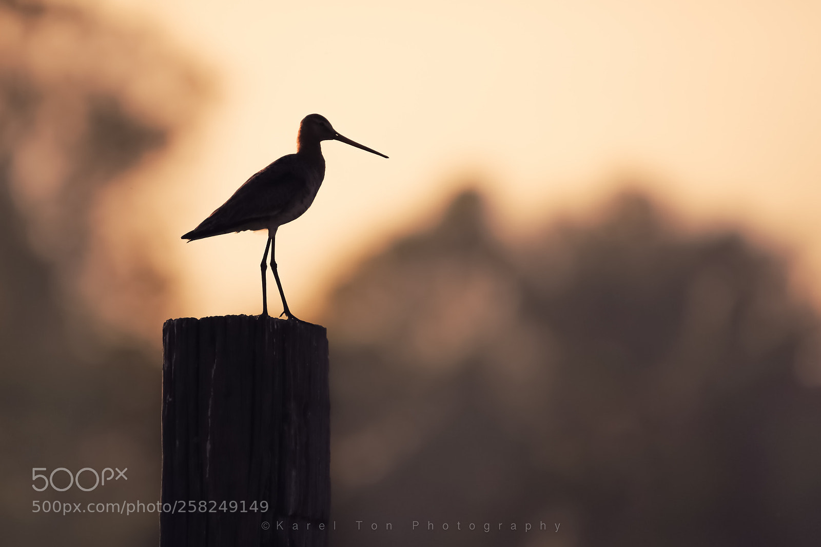 Canon EOS 6D sample photo. Godwit s silhouette, opperdoes photography