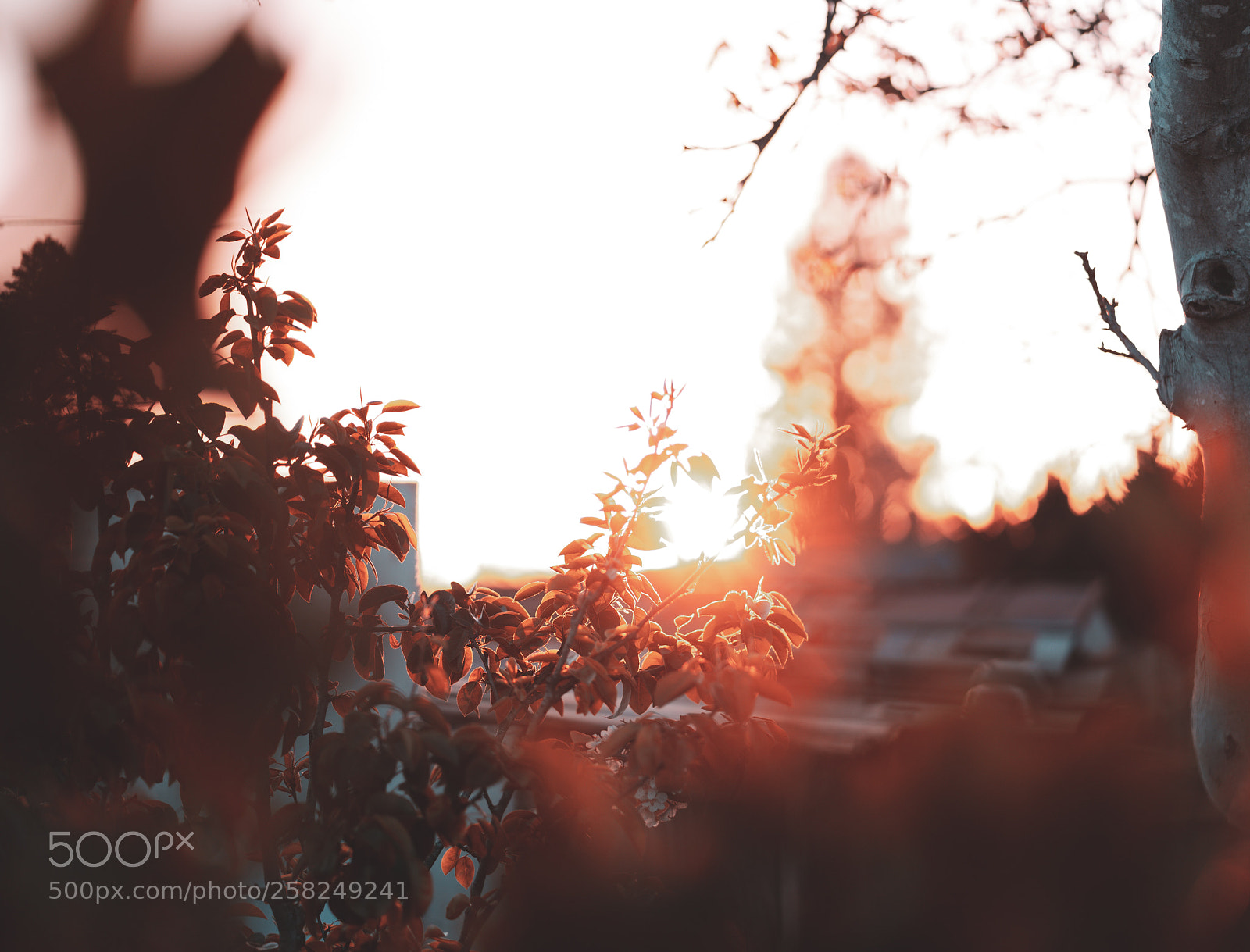 Sony a7R II sample photo. Untitled photography