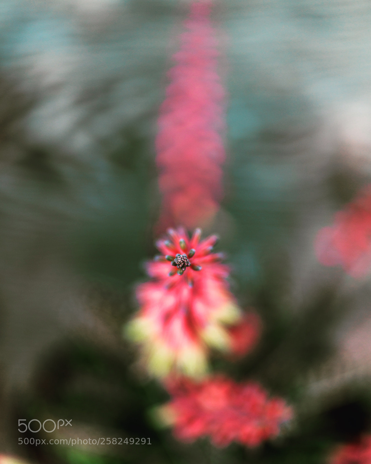 Sony a7R II sample photo. Untitled photography