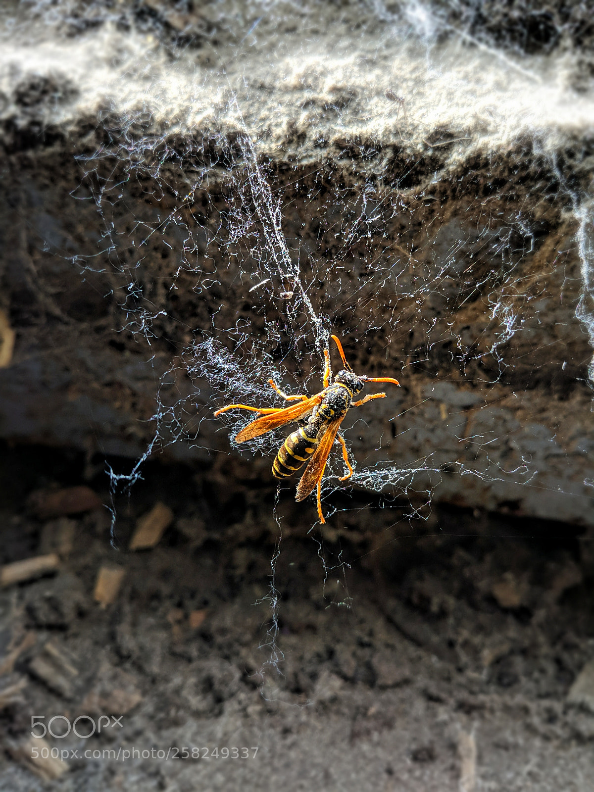 LG G6 sample photo. Wasp in trap photography