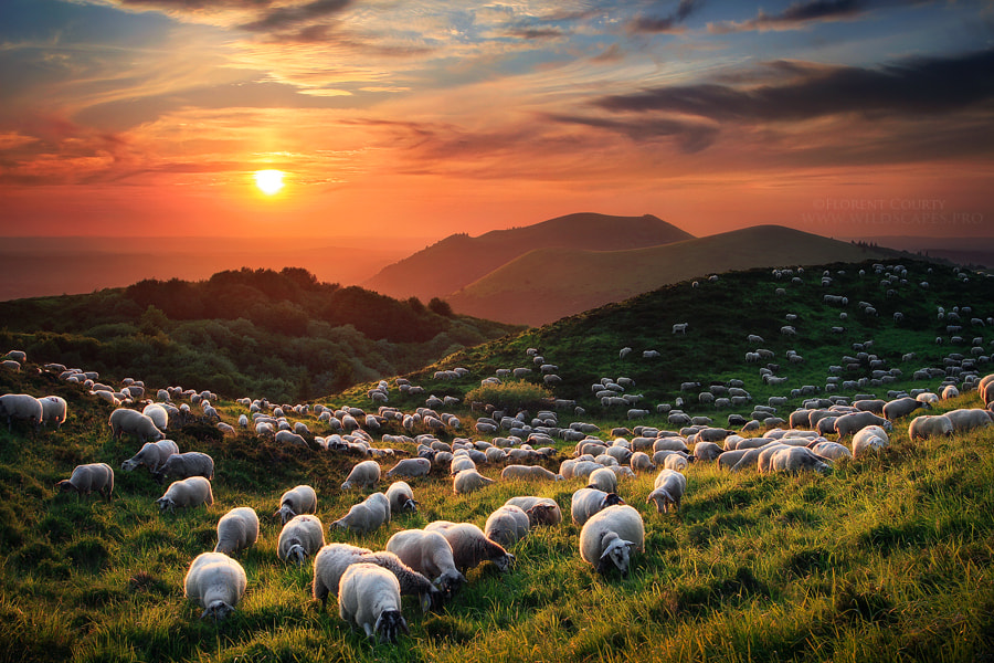Sheep and Volcanoes by Florent Courty on 500px