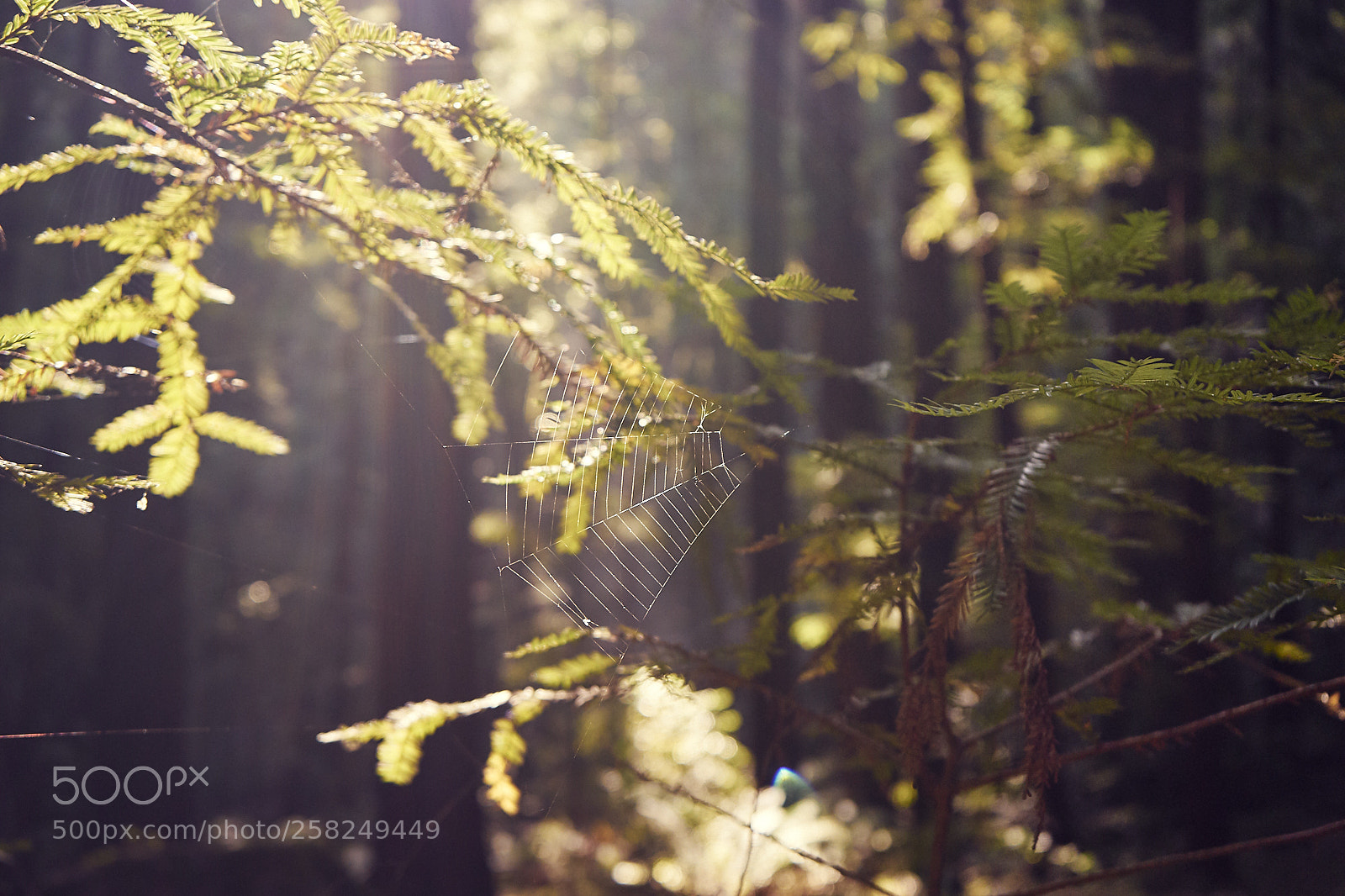 Sony a7 II sample photo. Forest light photography
