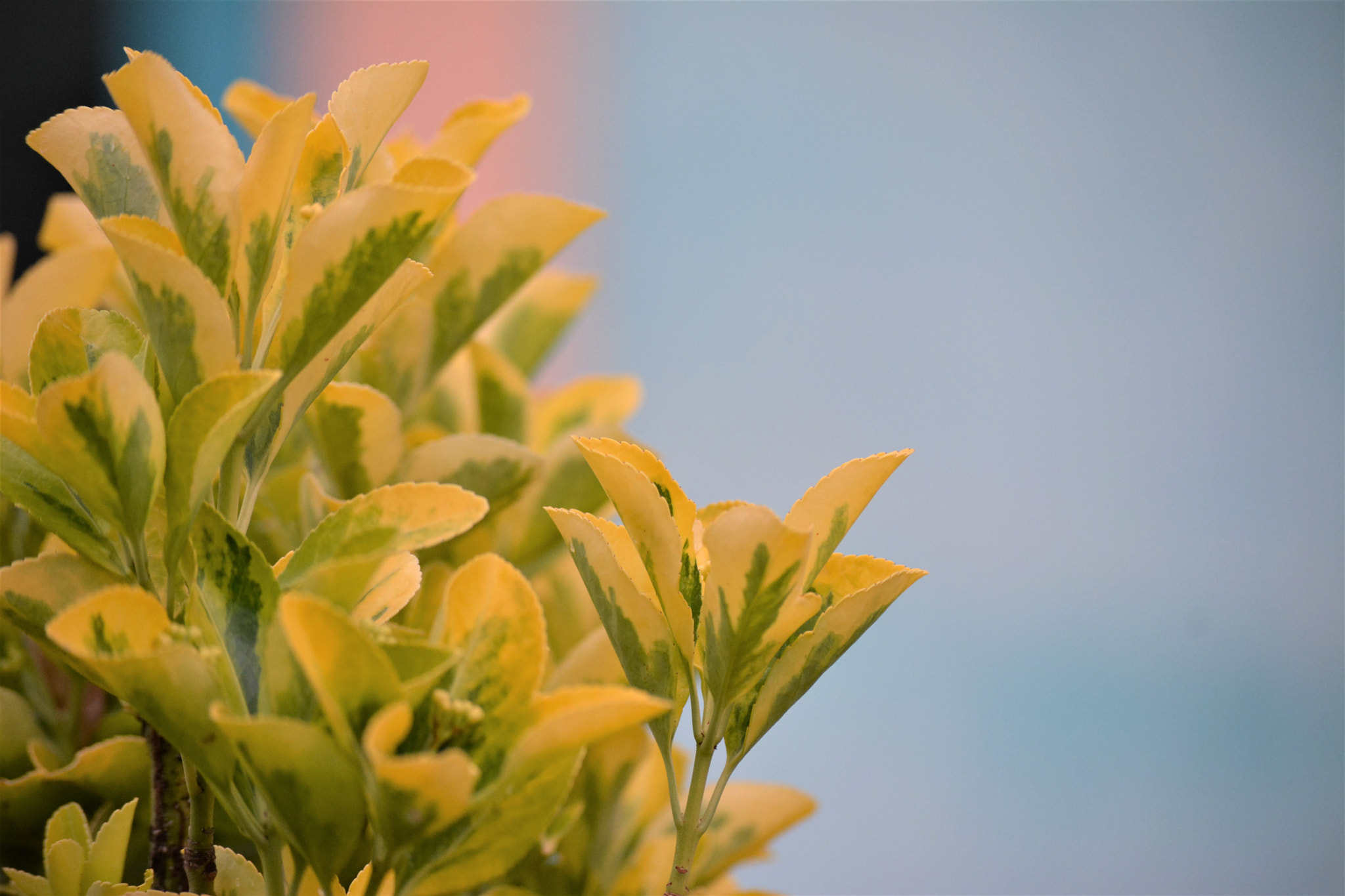 Nikon D5200 sample photo. My favorite color photography