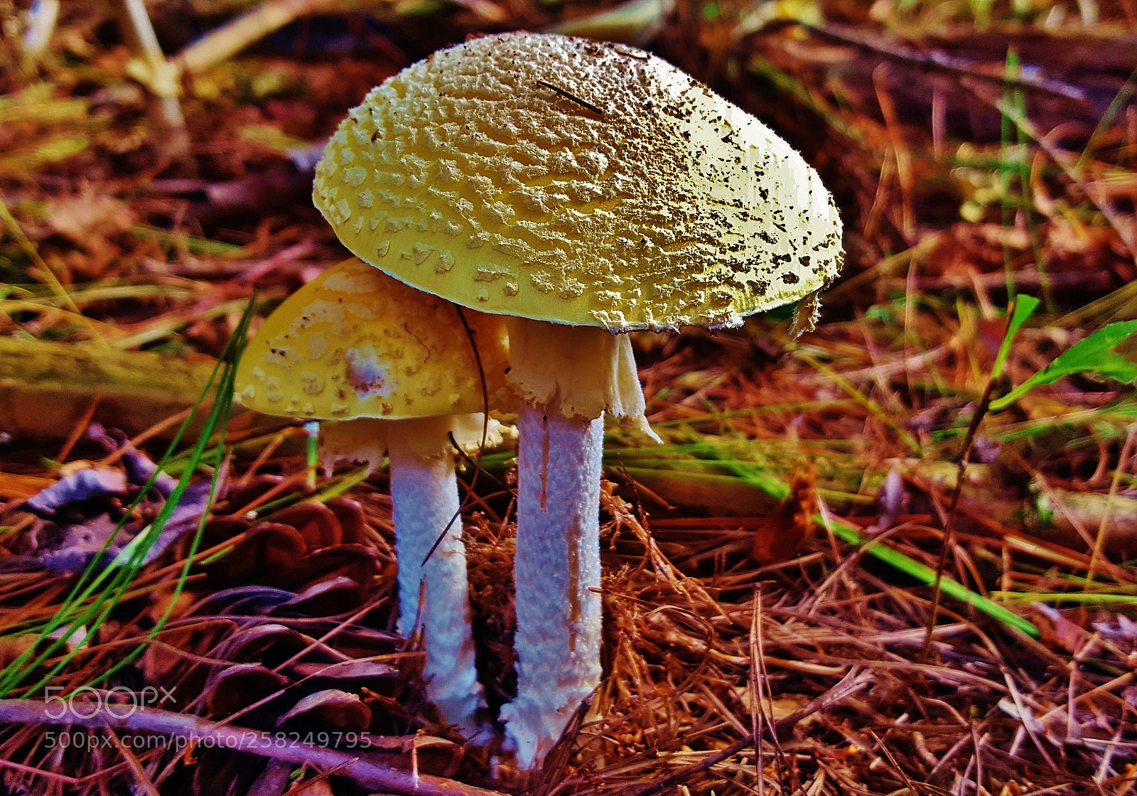 Samsung Galaxy S6 sample photo. Amanita muscaria var. guessowii photography