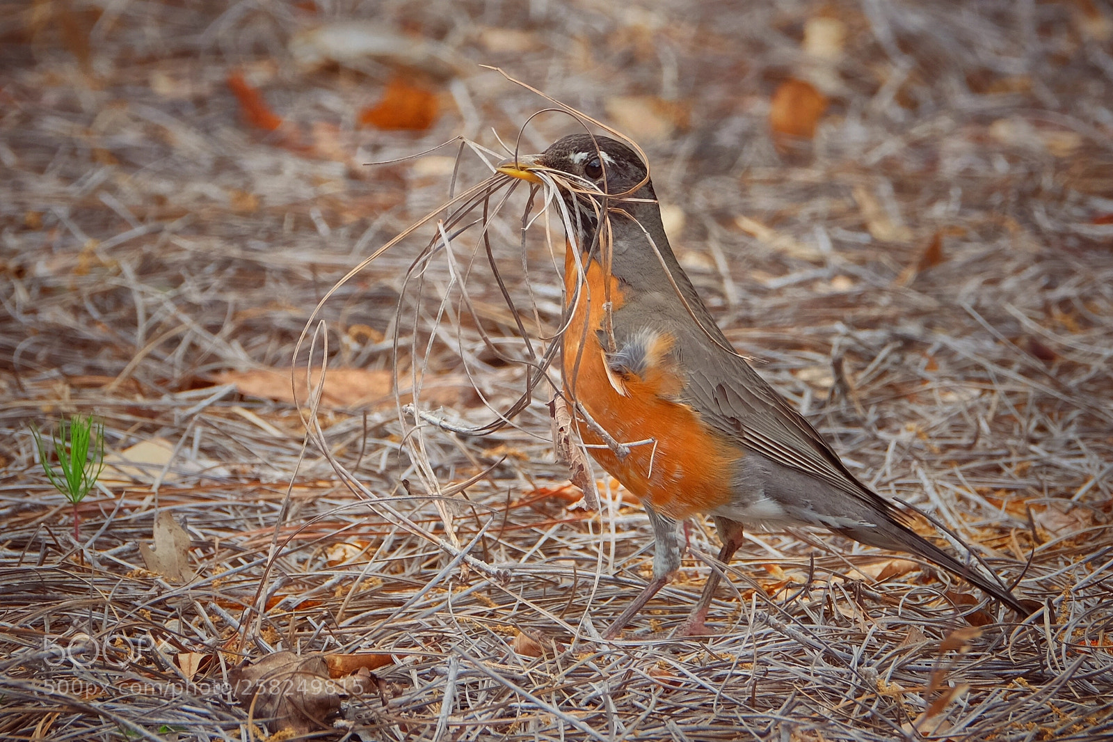 Fujifilm X-T1 sample photo. A busy robin photography