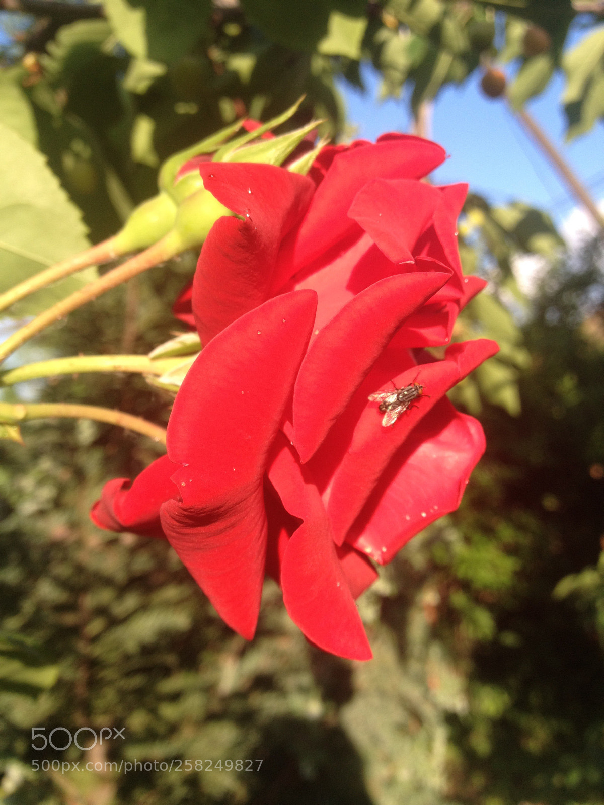 Apple iPhone 4S sample photo. Untitled photography