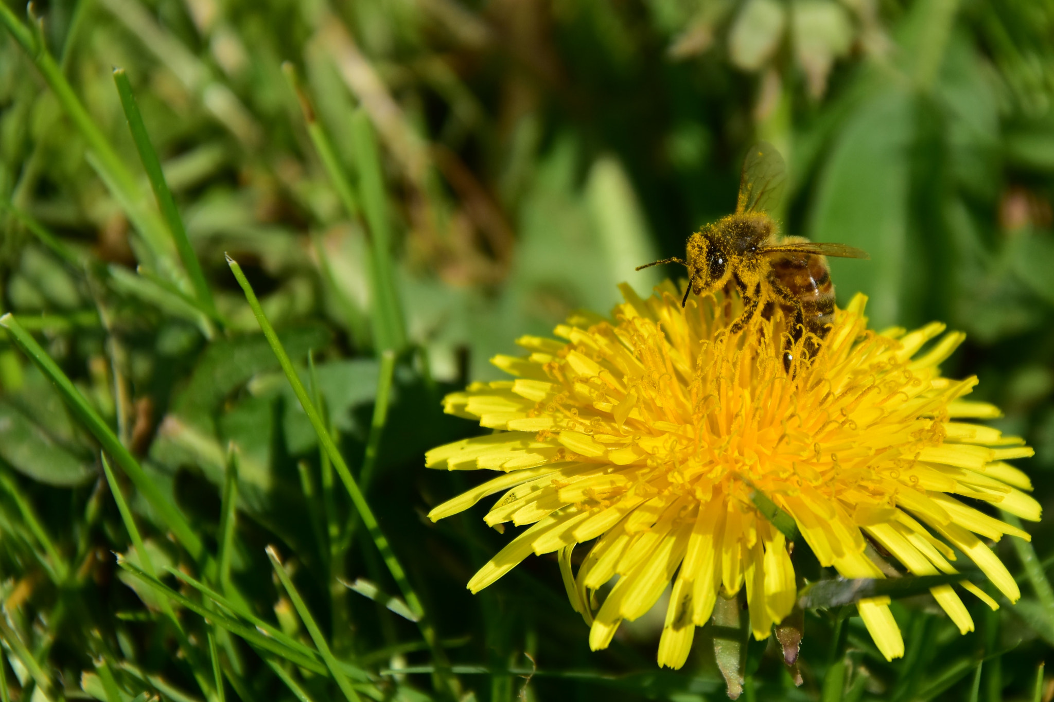 Nikon D5600 sample photo. Bbbbbb photography