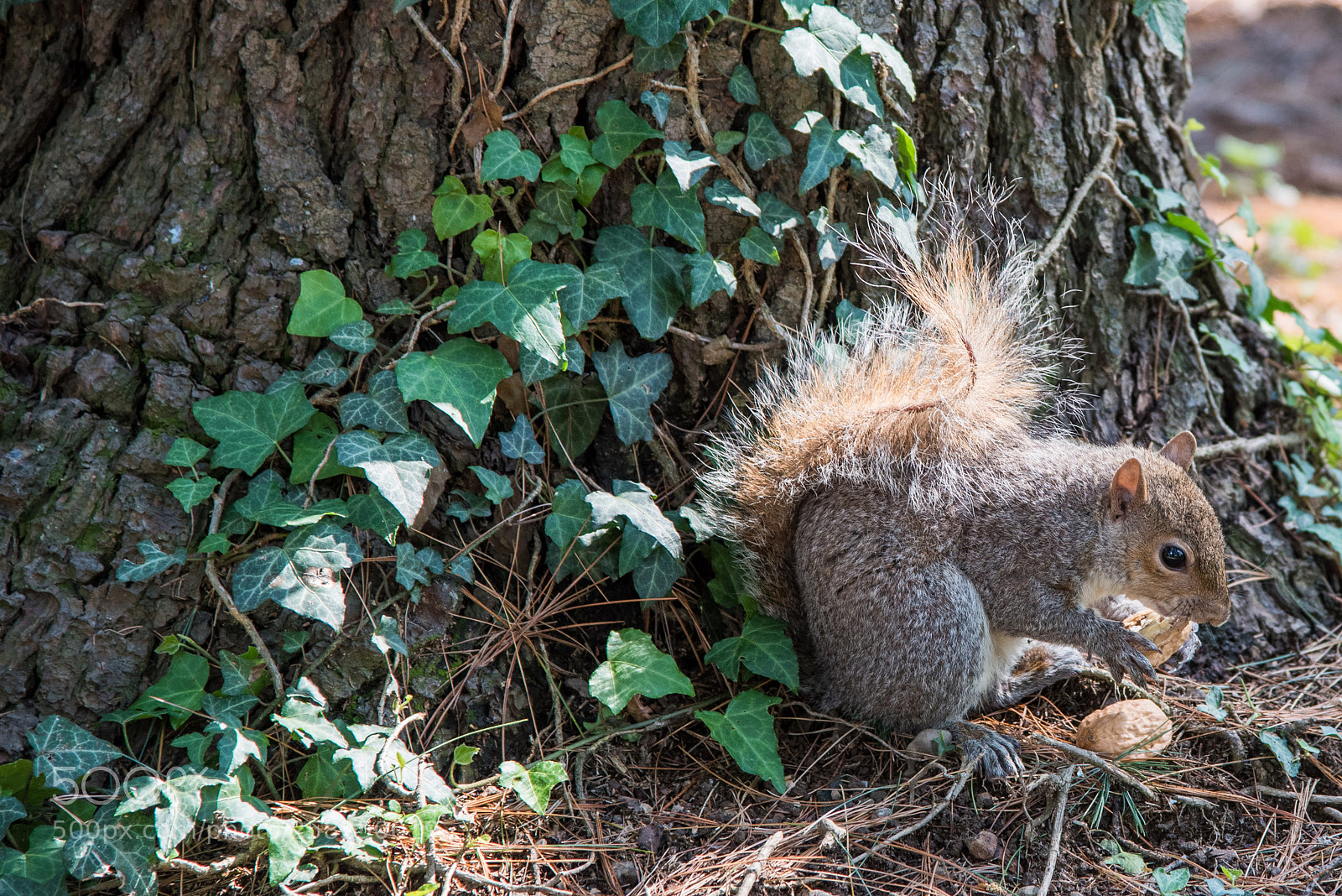 Nikon D750 sample photo. Squirrel photography