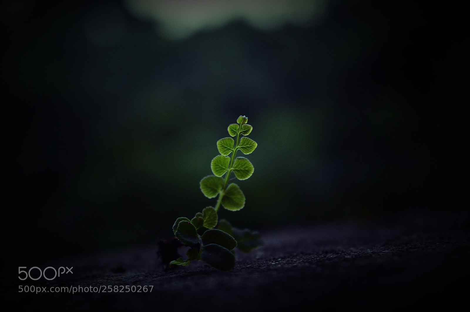 Nikon D3200 sample photo. Green leaf photography