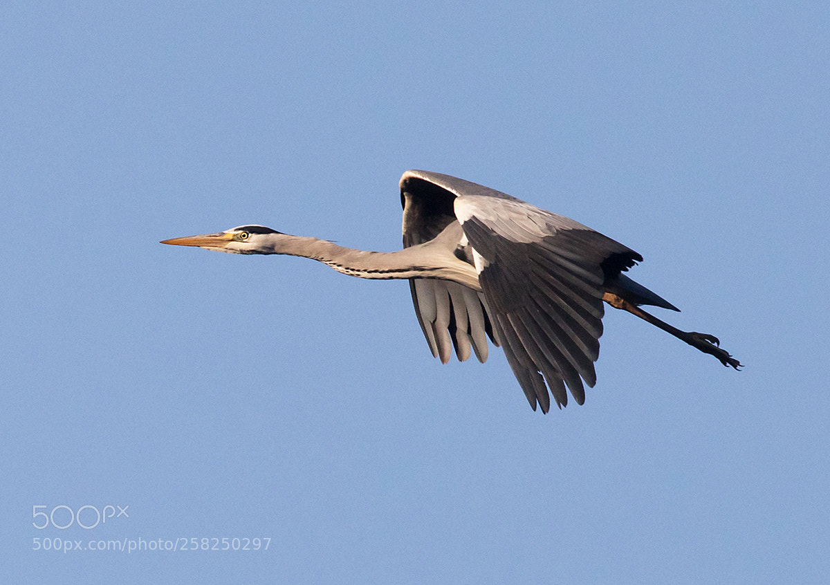 Canon EOS 5D Mark IV sample photo. Grey heron (ardea cinerea). photography