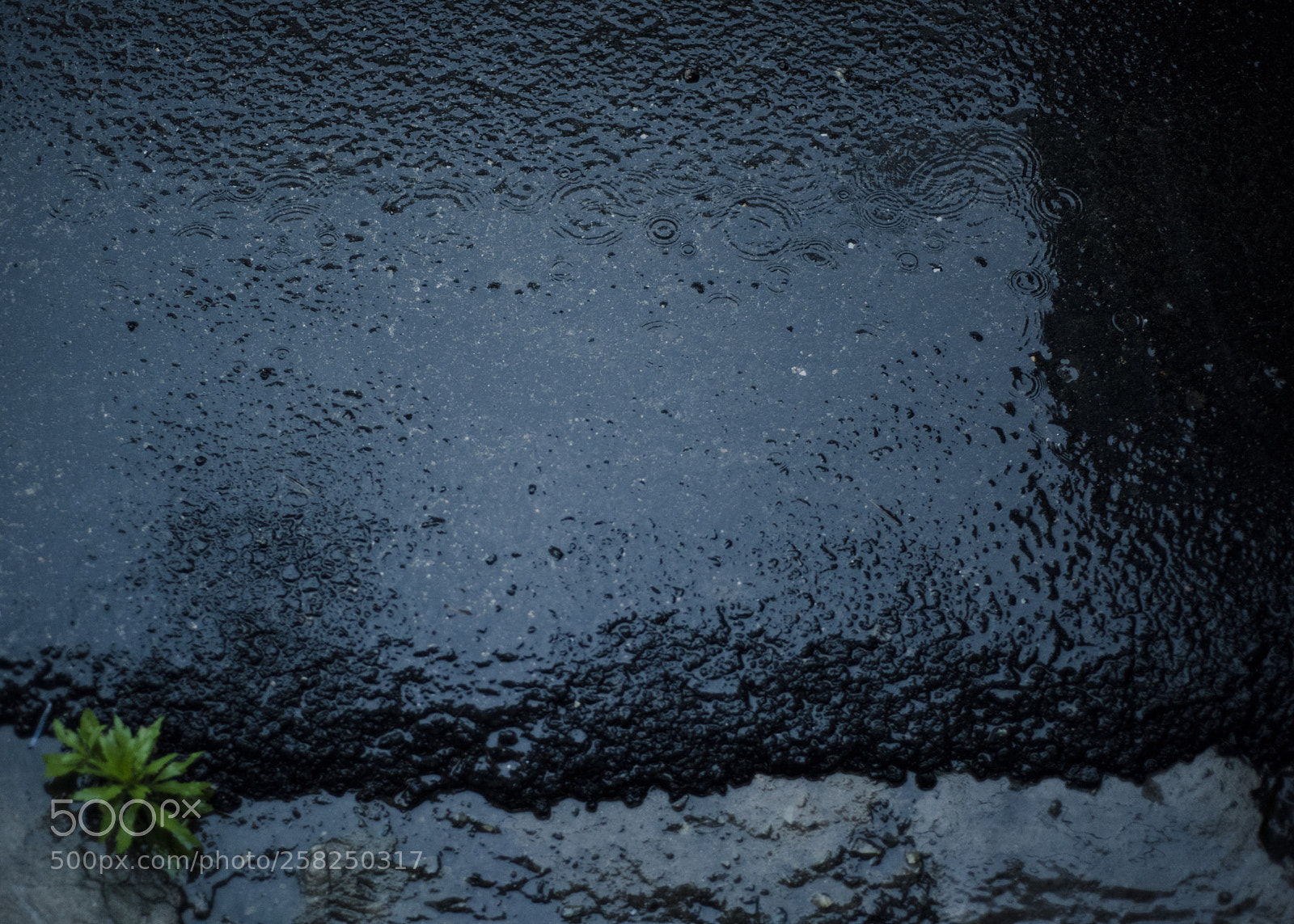 Nikon D810 sample photo. It is raining   no.8 photography