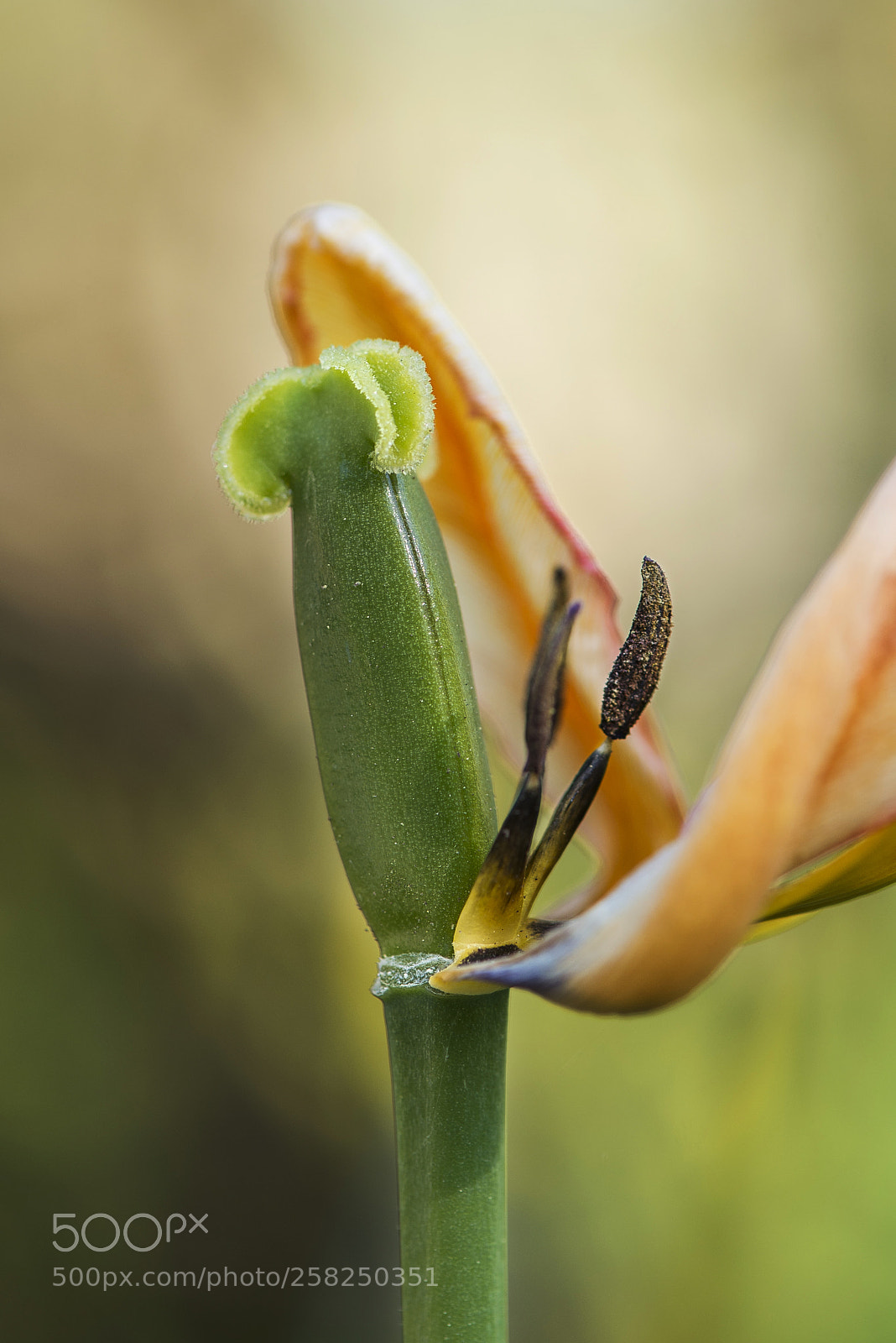 Nikon D600 sample photo. Faded but beautiful photography