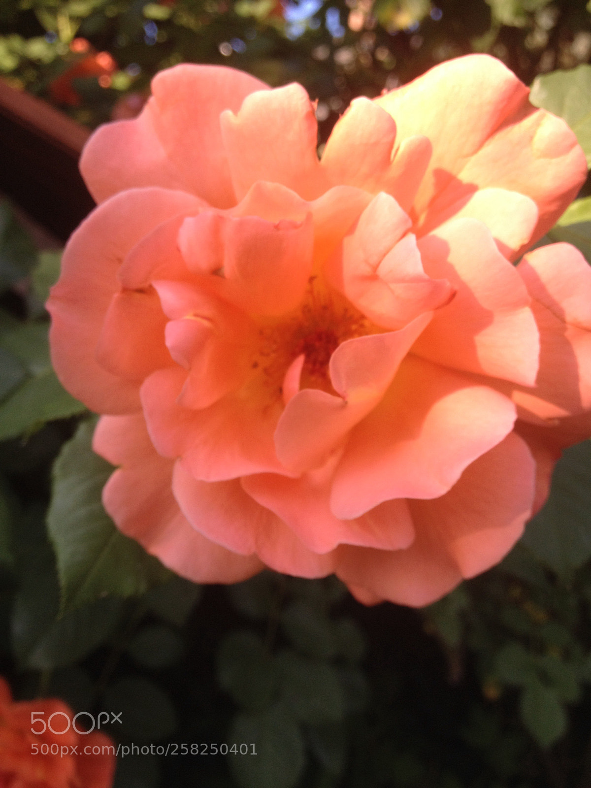 Apple iPhone 4S sample photo. Untitled photography