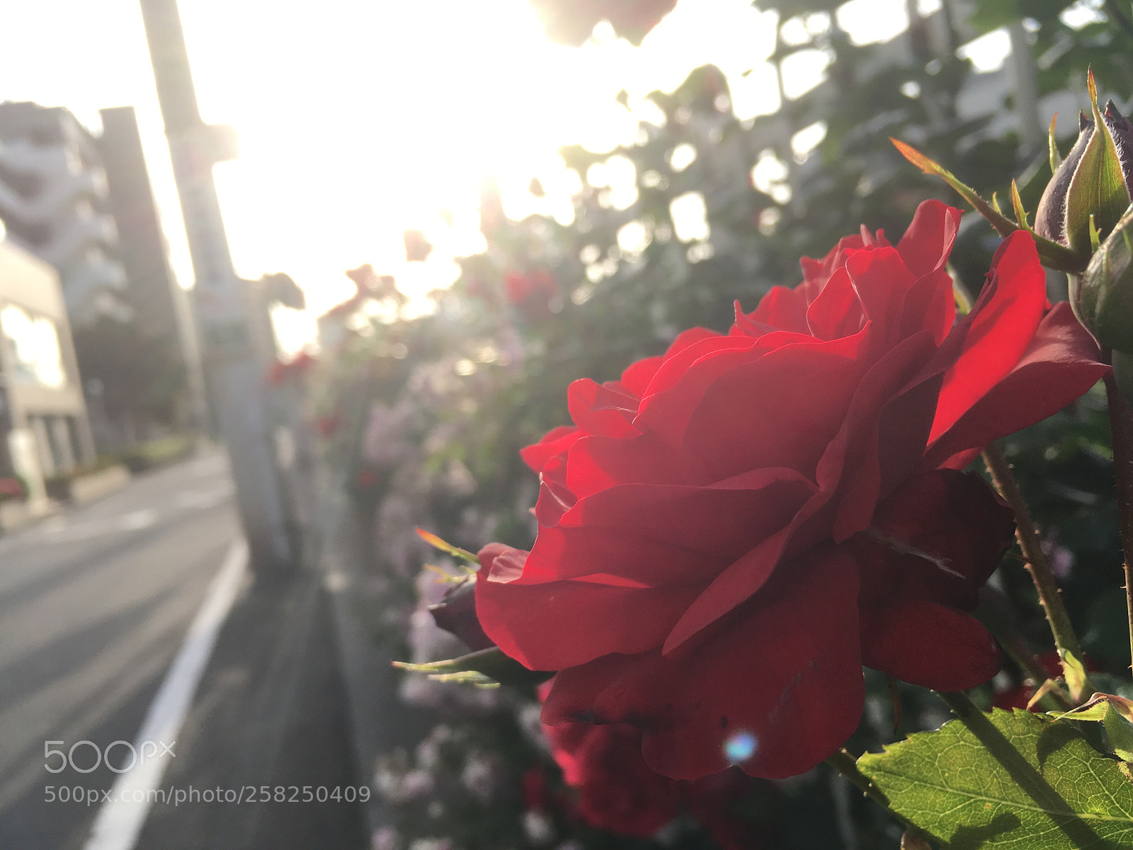 Apple iPhone SE sample photo. Untitled photography