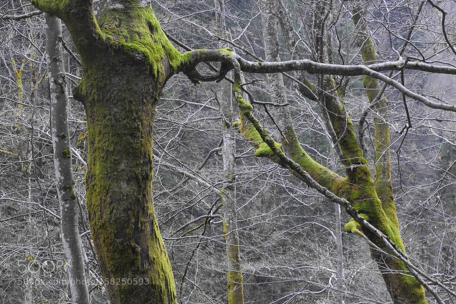Nikon D200 sample photo. Veins photography