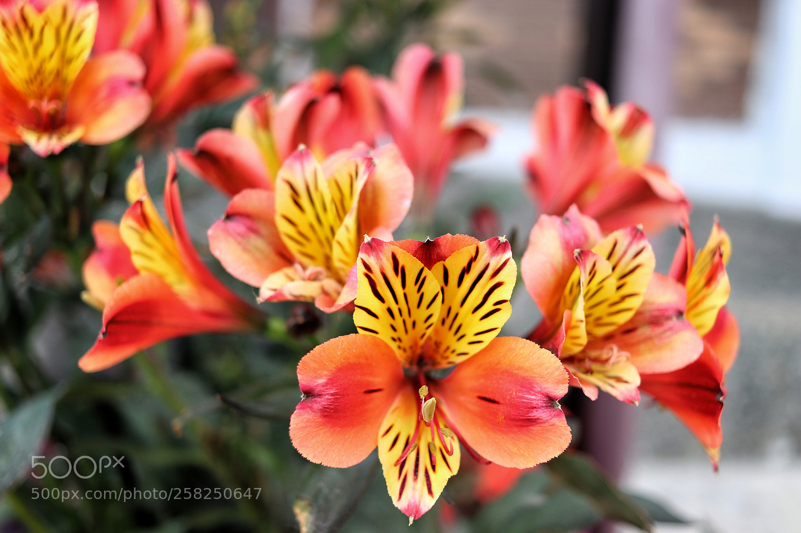 Canon EOS 800D (EOS Rebel T7i / EOS Kiss X9i) sample photo. Strange flower photography