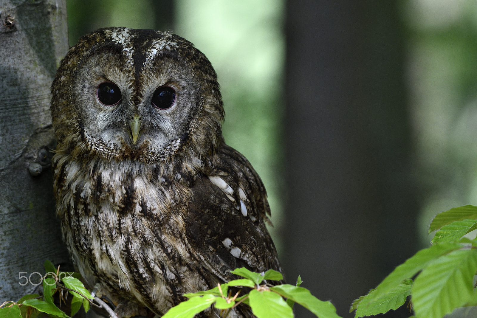 Nikon AF-S Nikkor 200-500mm F5.6E ED VR sample photo. Strix aluco photography