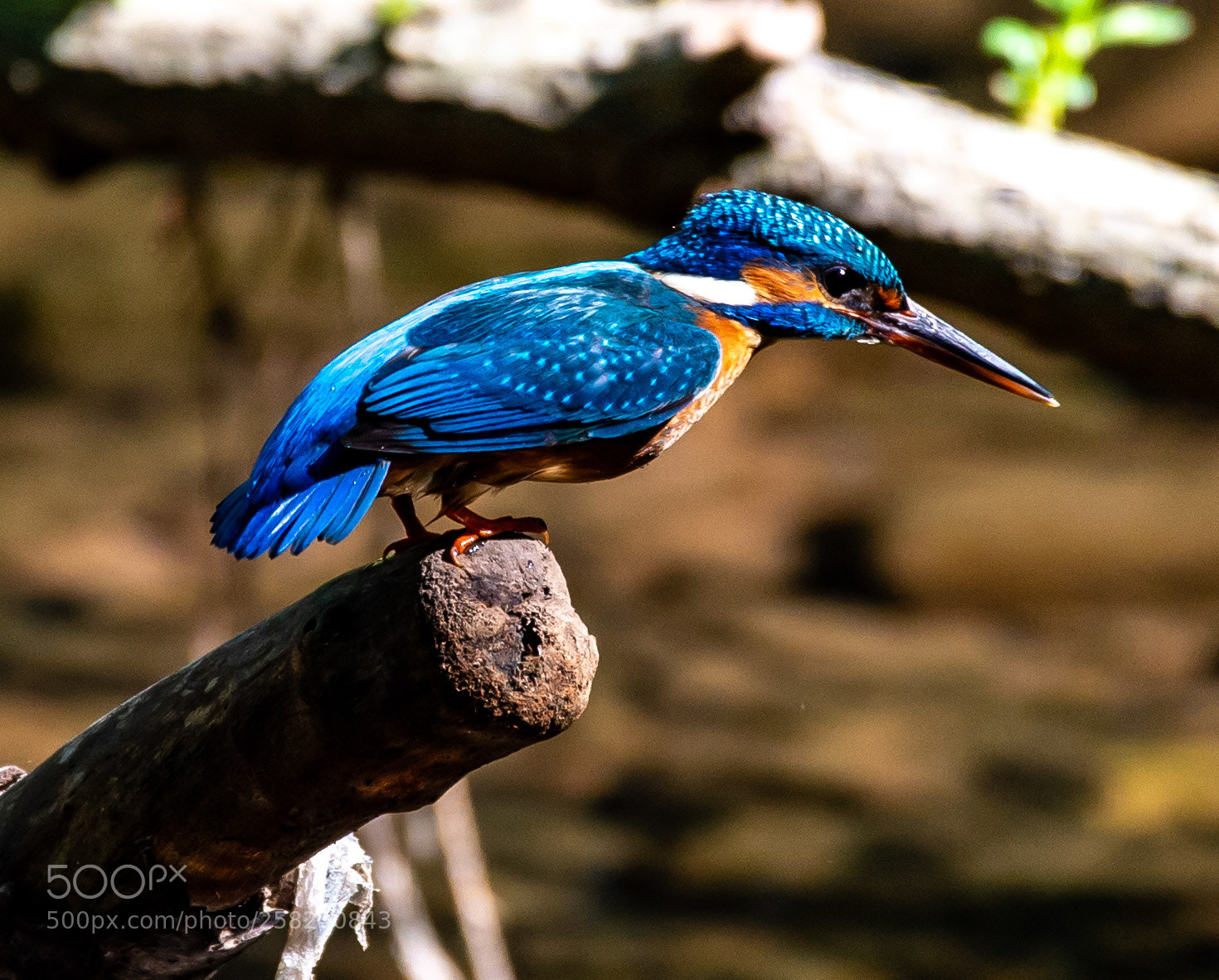 Nikon D4 sample photo. Kingfisher - looking for photography