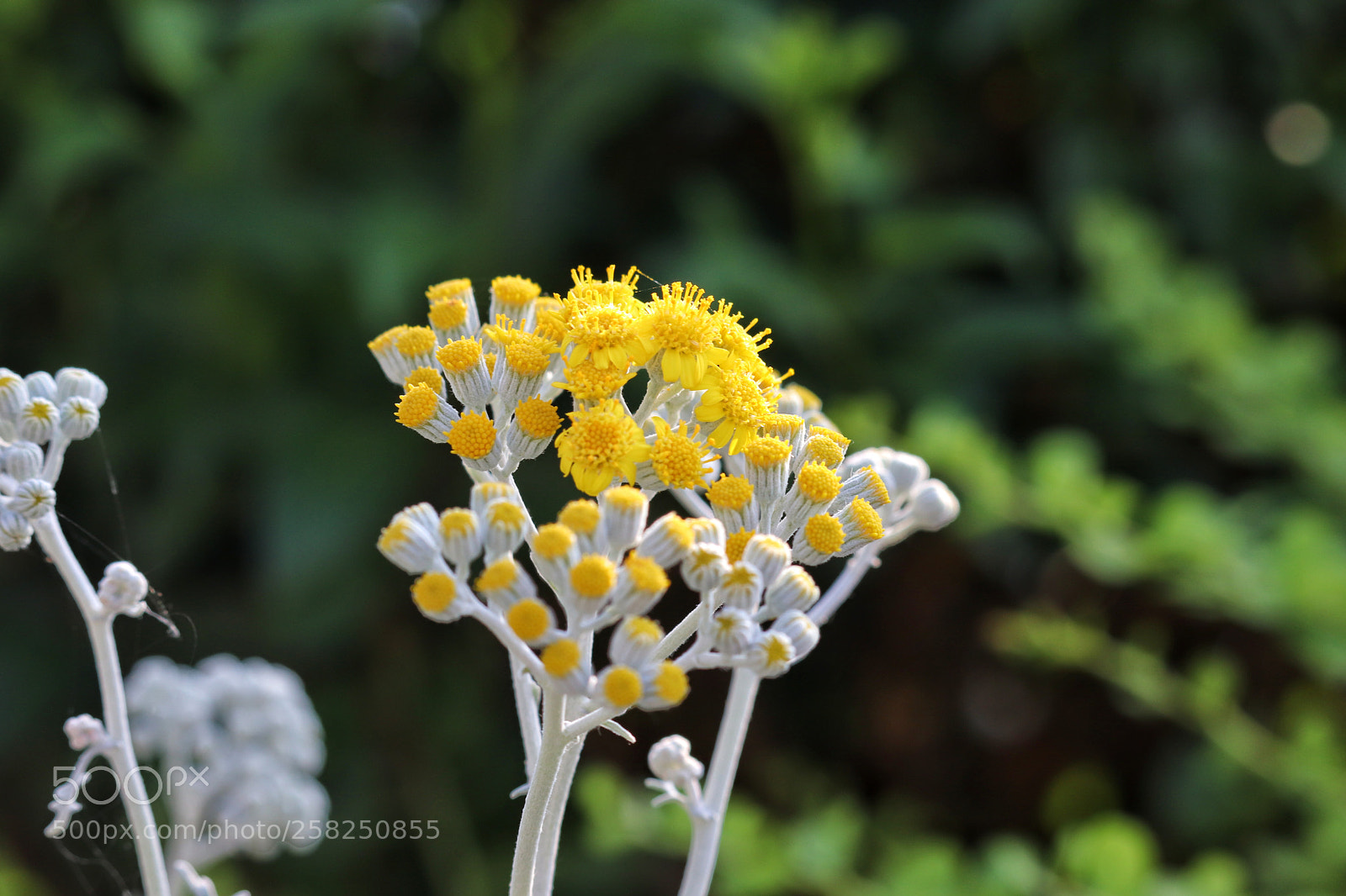 Canon EOS 800D (EOS Rebel T7i / EOS Kiss X9i) sample photo. Springrime photography
