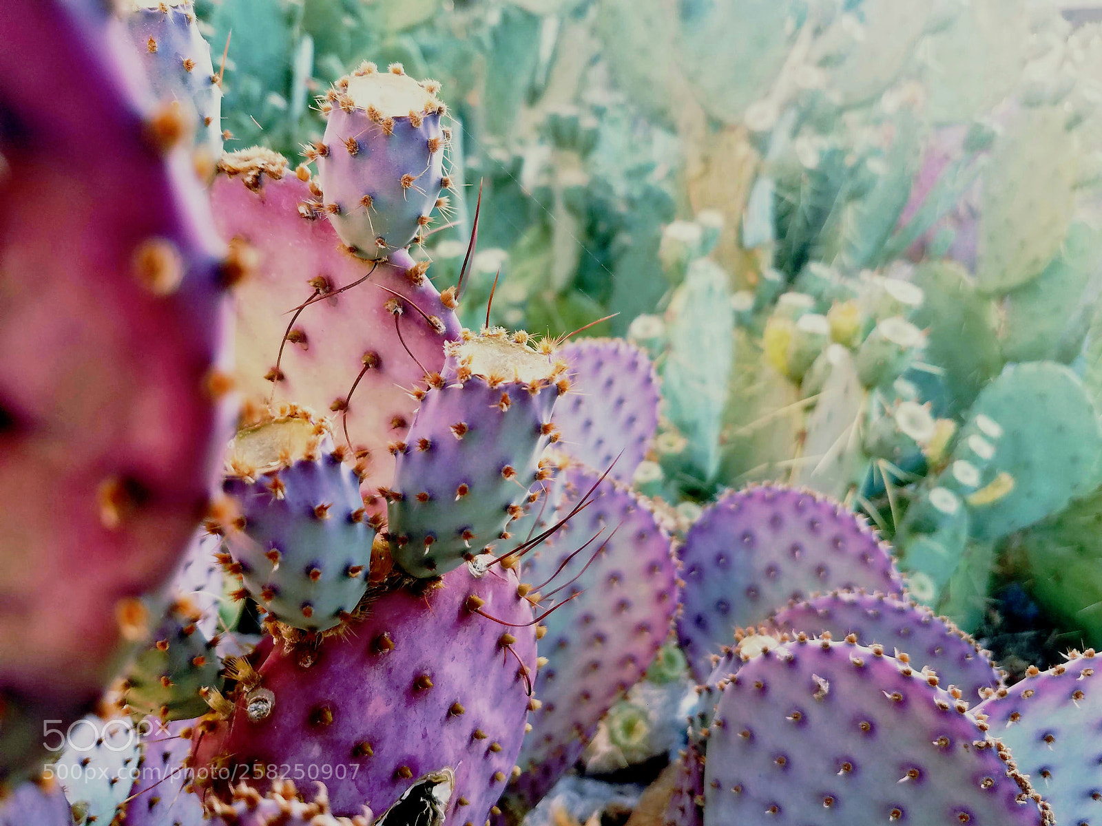 Samsung Galaxy S7 sample photo. Cactus colors photography