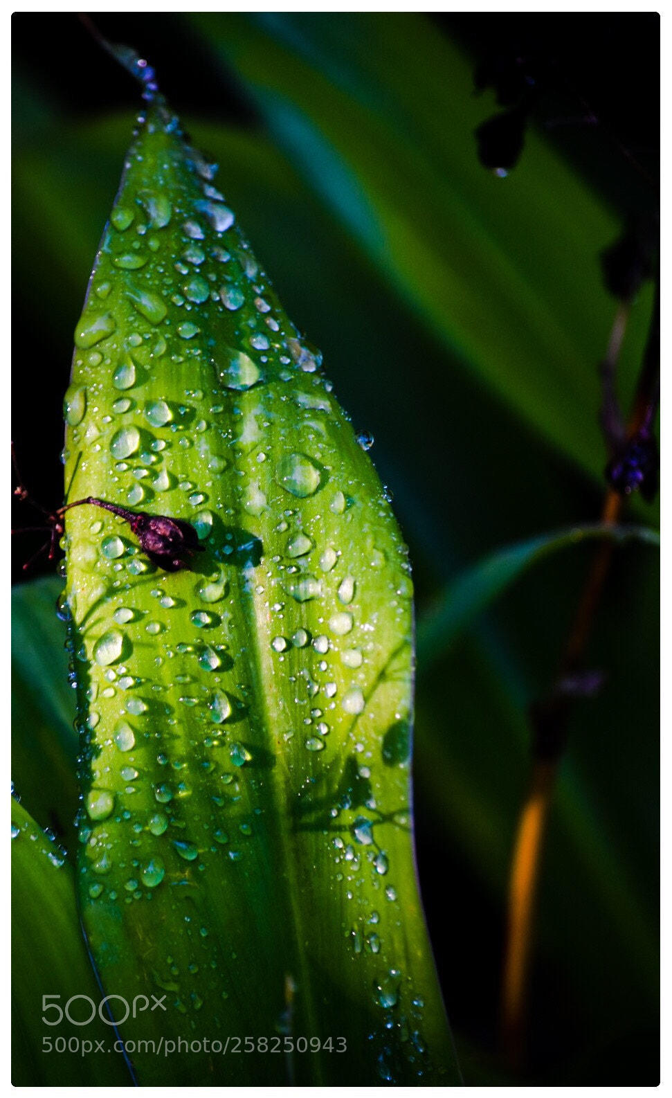 Nikon D5500 sample photo. Raindrops in the sun photography
