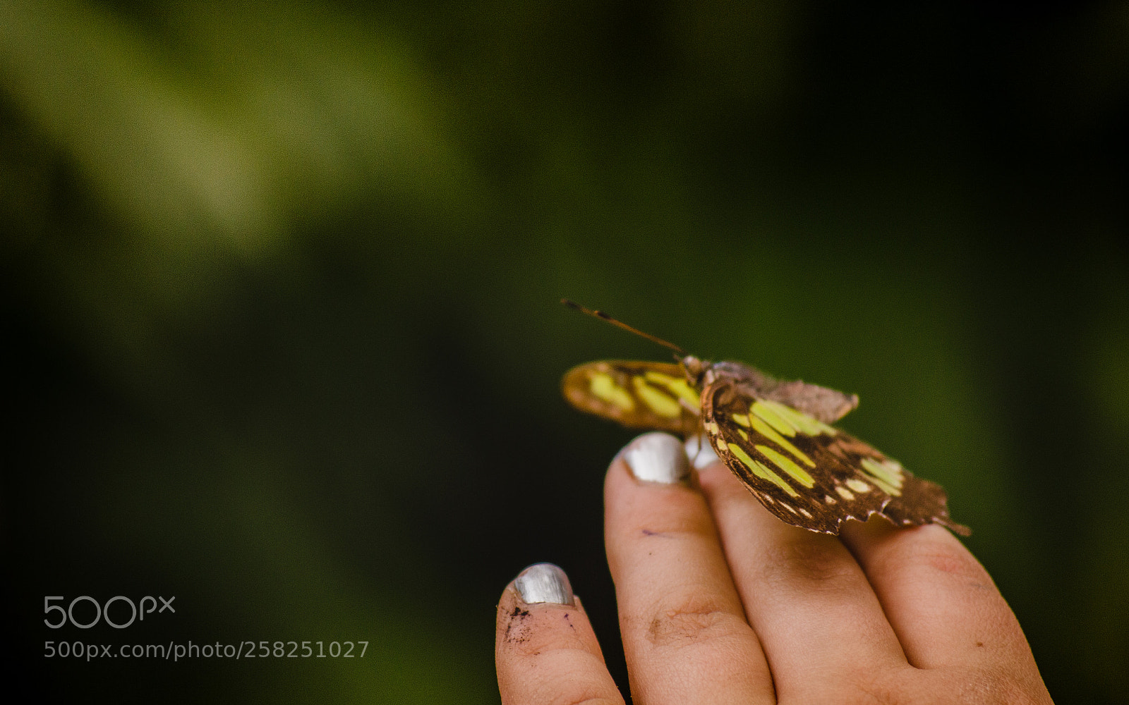 Nikon D3200 sample photo. Un petit pappilon et photography