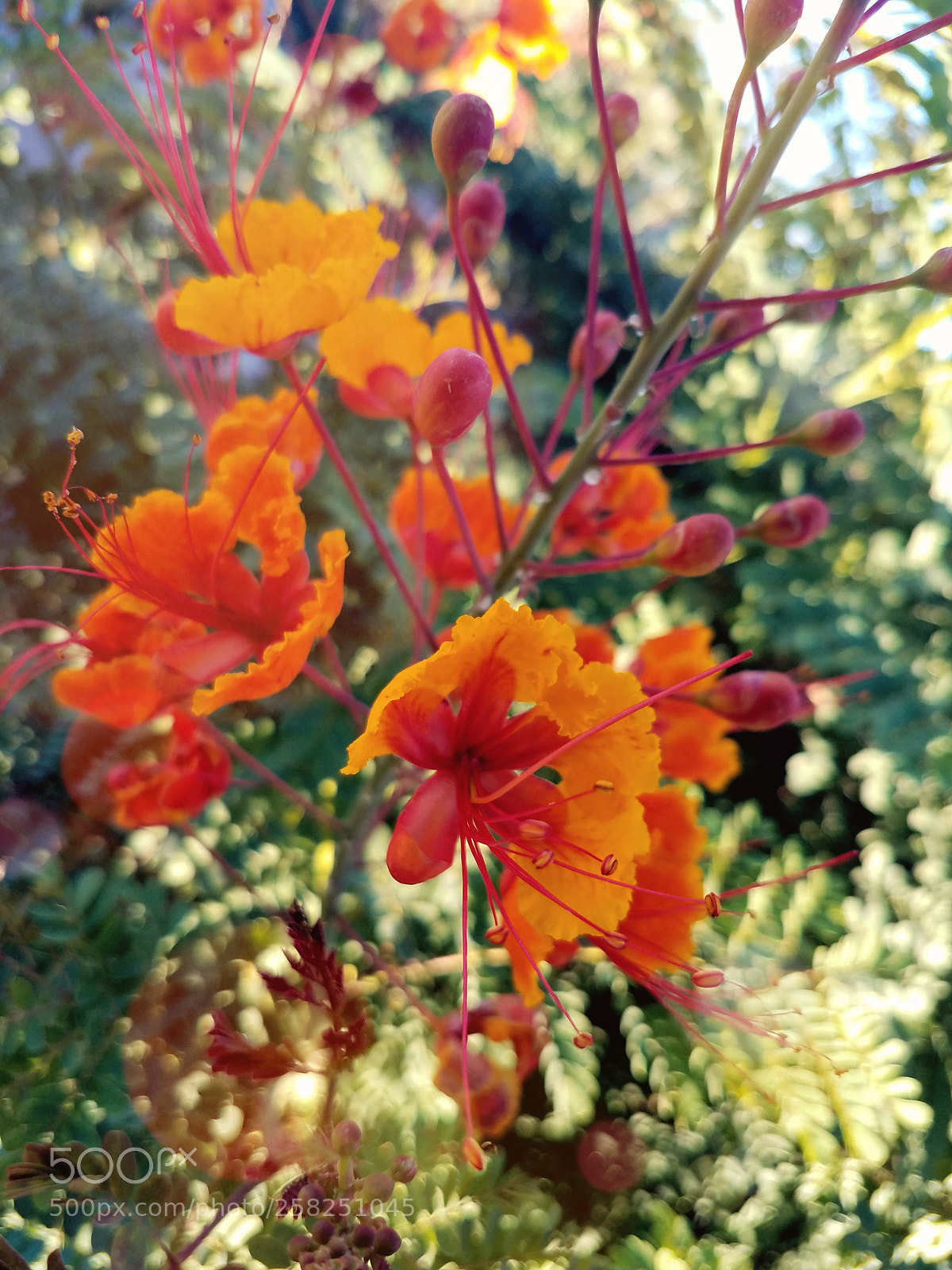 Samsung Galaxy S7 sample photo. Beautiful summer colors photography