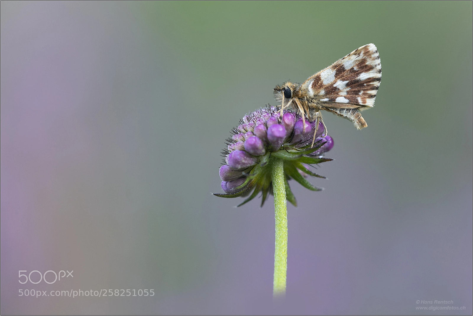 Nikon D810 sample photo. Dickkopffalter photography