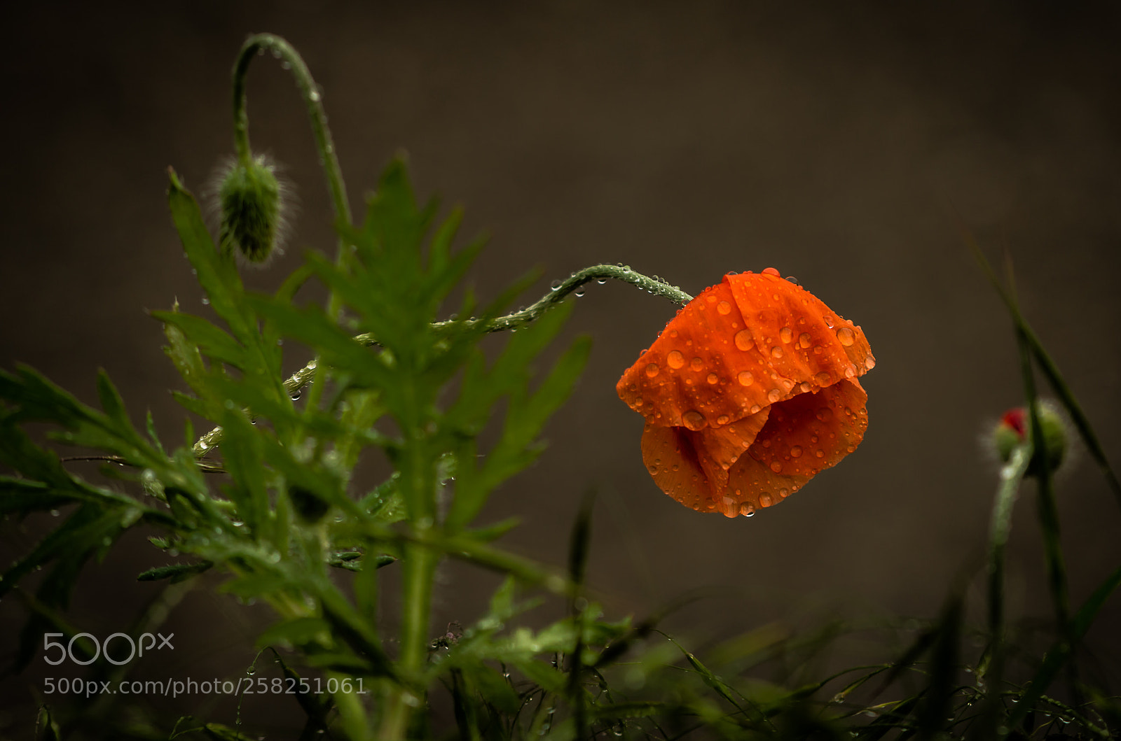 Nikon D7000 sample photo. After rain photography