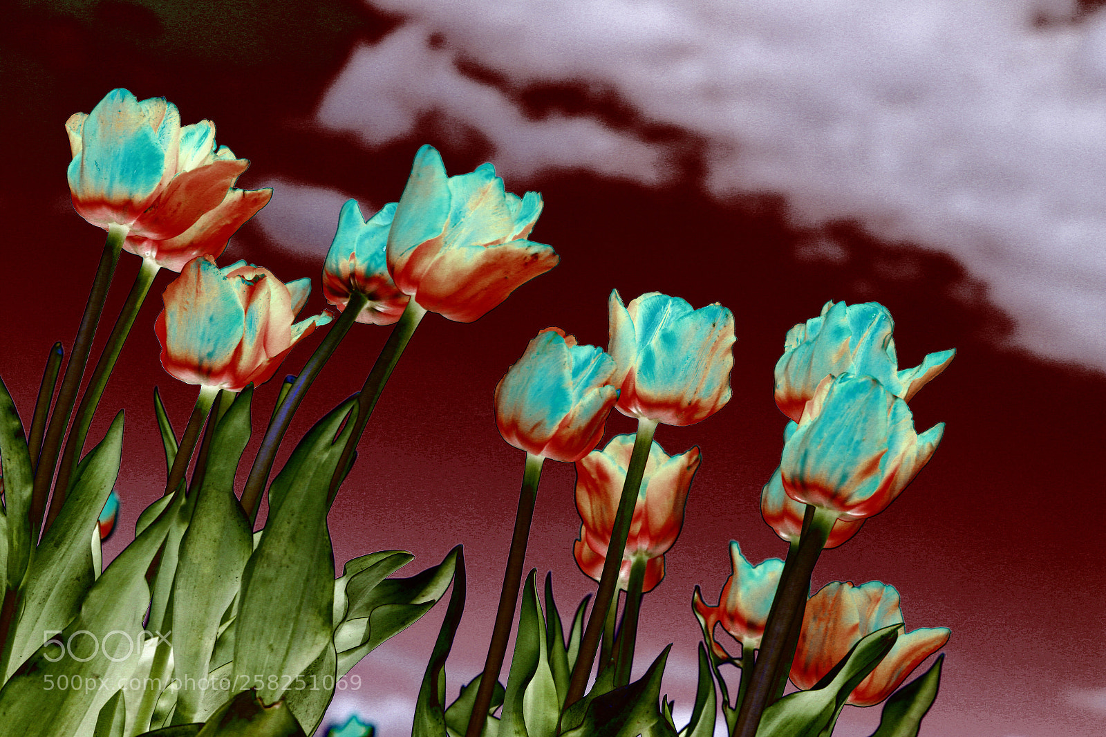 Canon EOS 6D sample photo. Untitled photography
