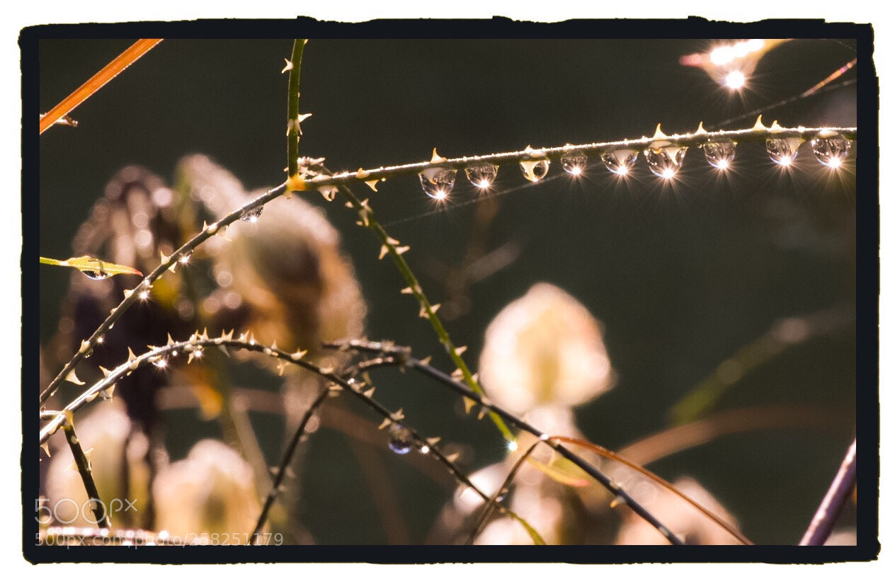 Nikon D5500 sample photo. Jewels all in a photography