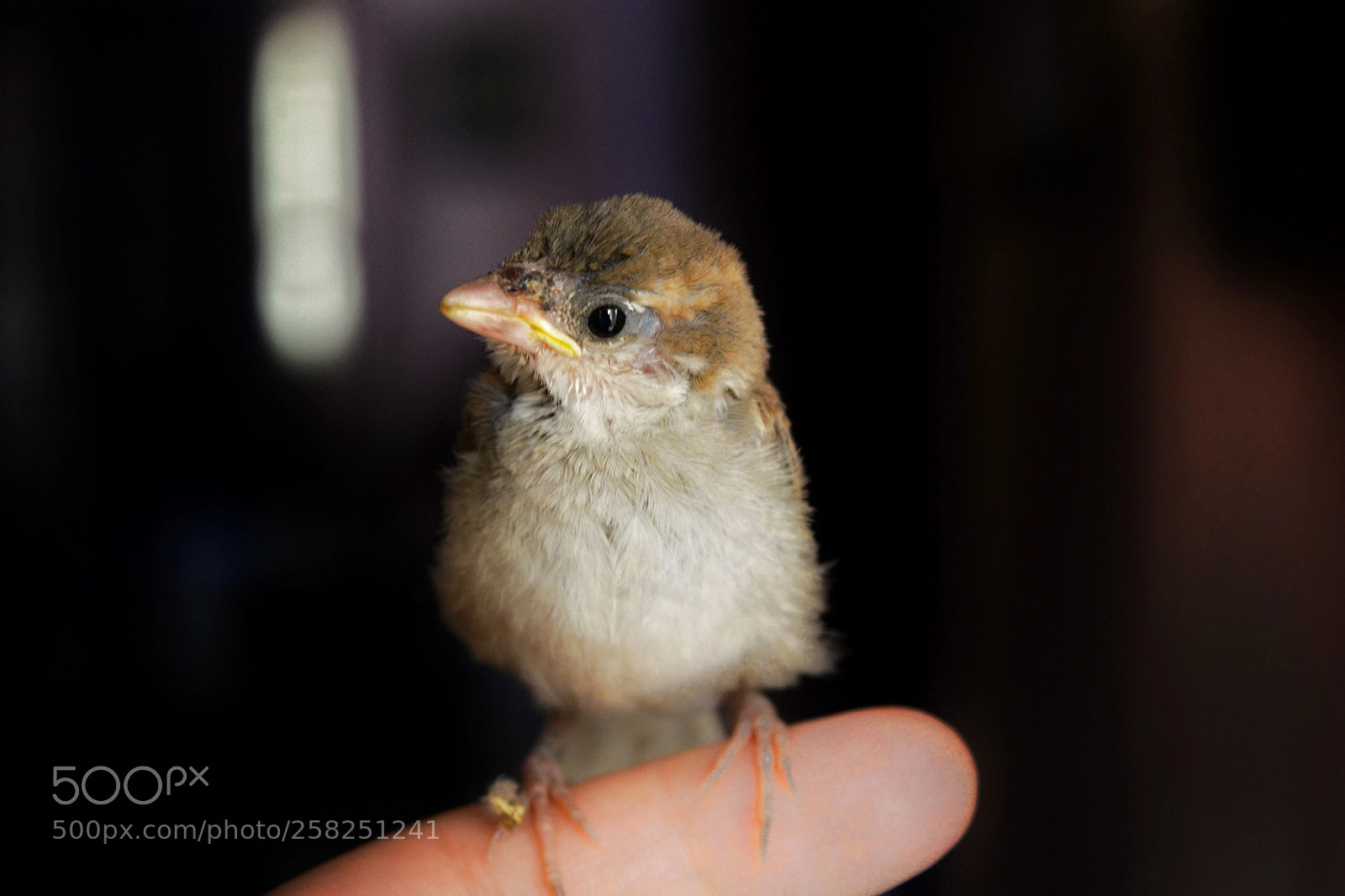 Nikon D5200 sample photo. A little birdie photography