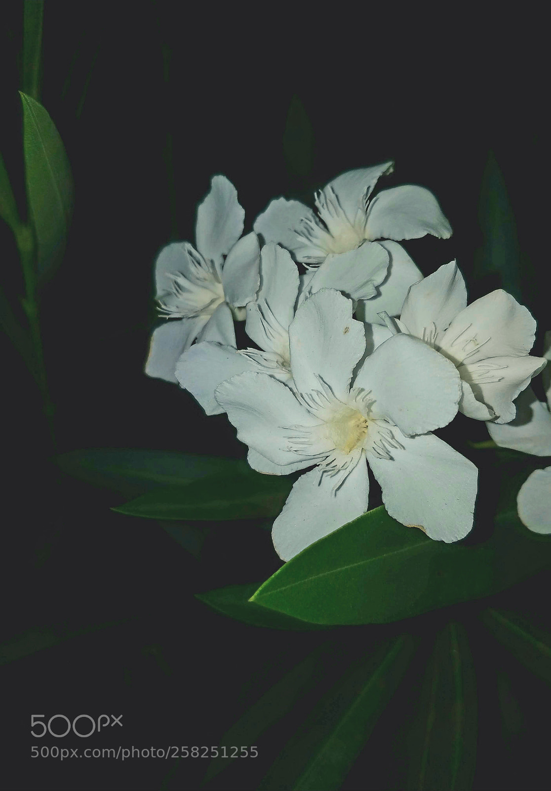 Samsung Galaxy S7 sample photo. White flower photography