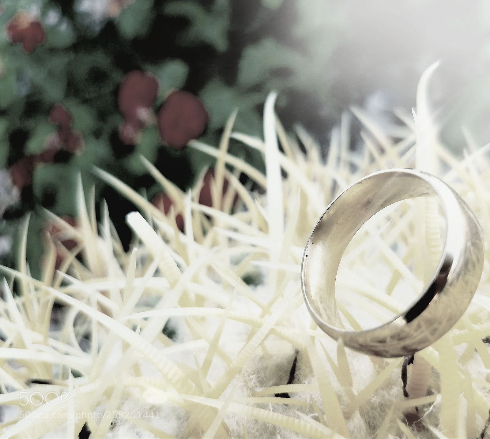Samsung Galaxy S7 sample photo. Cactus wedding photography