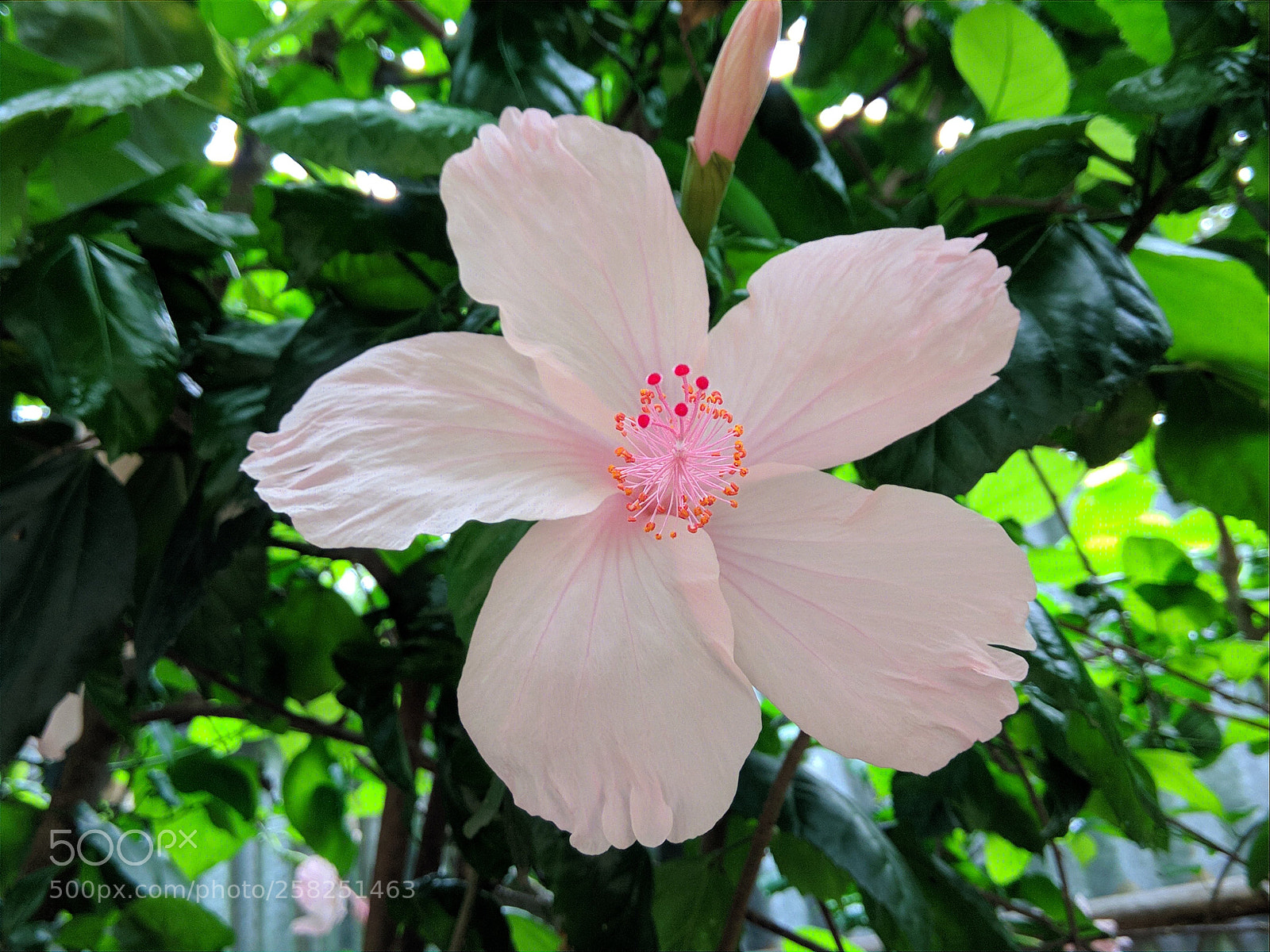 Xiaomi Redmi Note 4 sample photo. White flower 01 photography