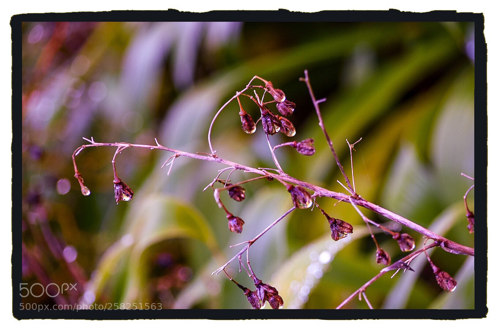 Nikon D5500 sample photo. Water as flowers  photography