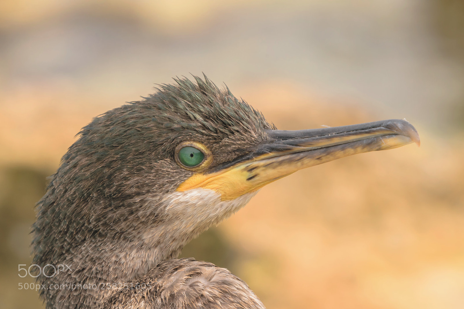 Nikon D5300 sample photo. Green-eyed mrs cormorant photography