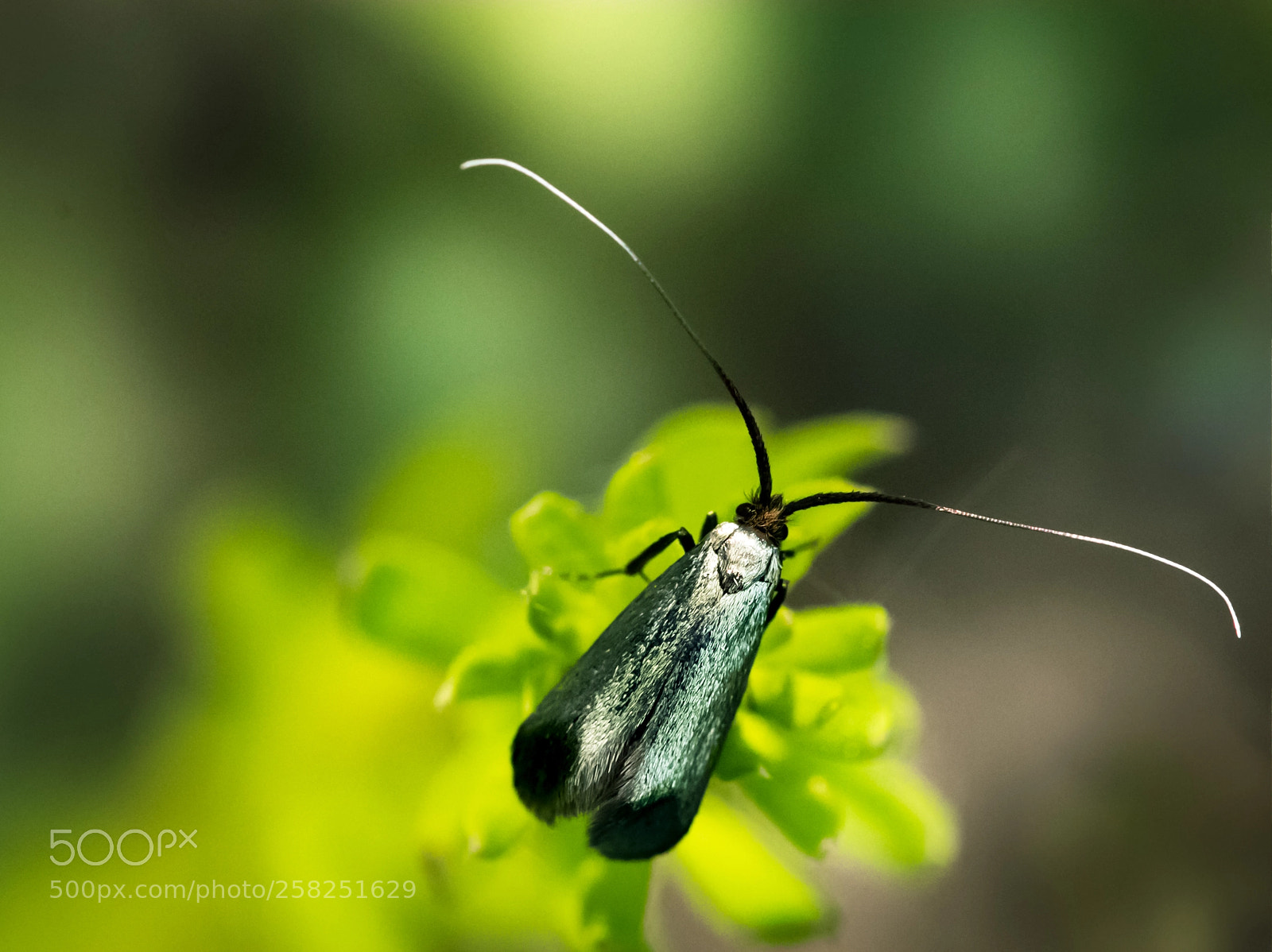 Canon EOS 80D sample photo. Green longhorn photography