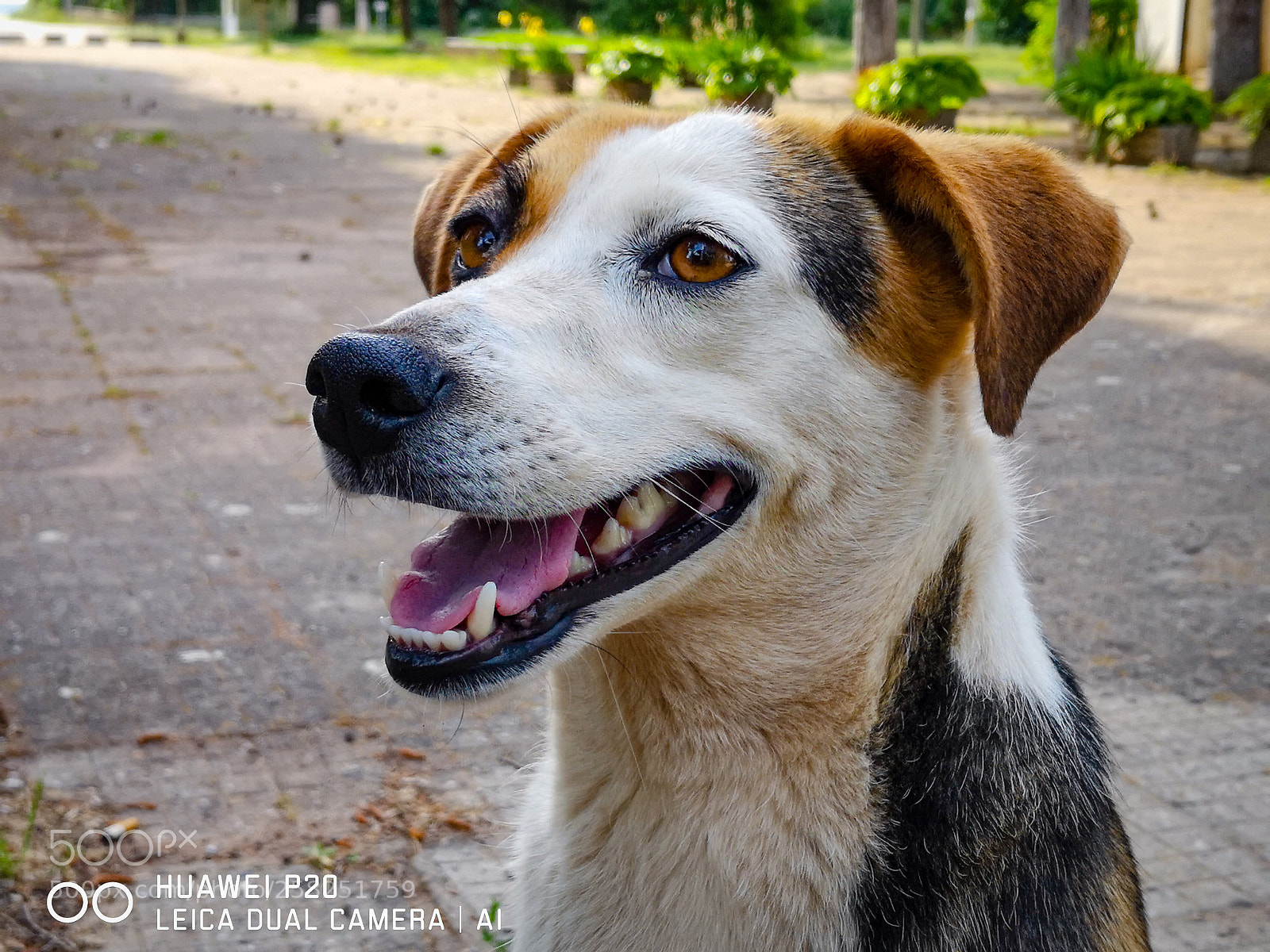 HUAWEI P20 sample photo. Portrait of one happy photography