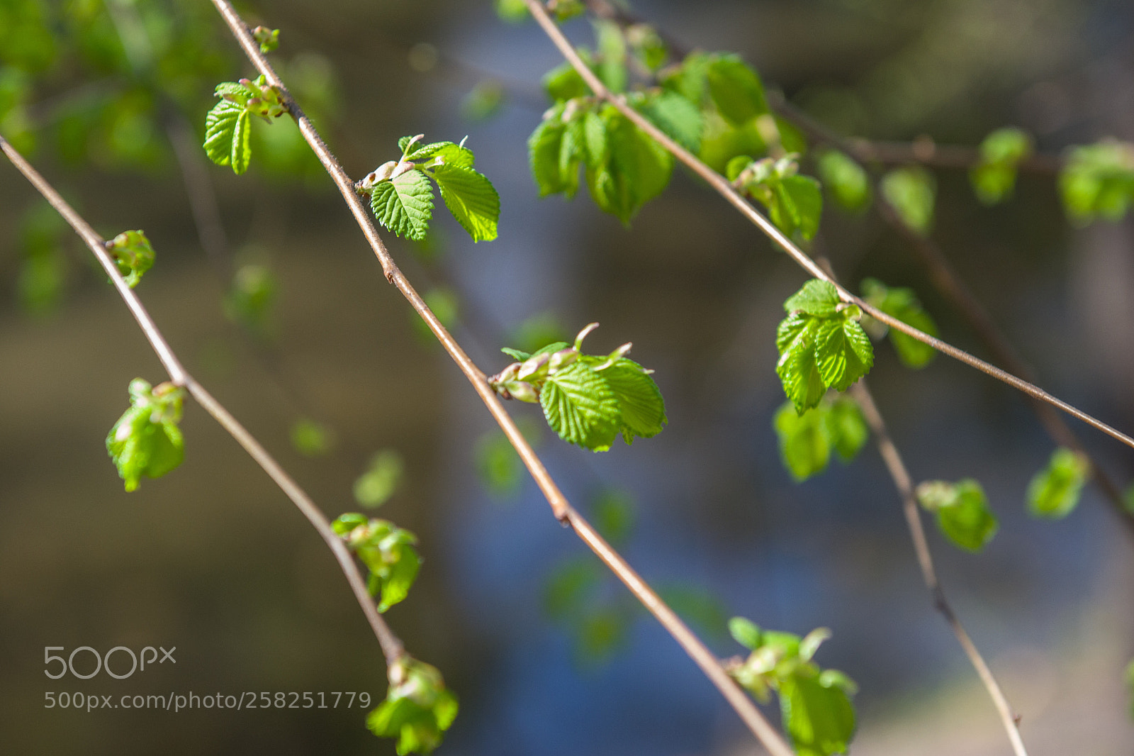 Nikon D3100 sample photo. Macro shot of green photography