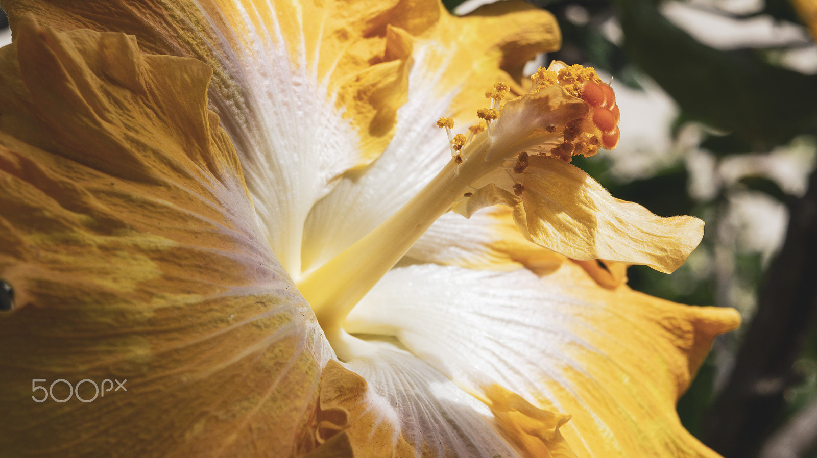 Sony Alpha a3000 sample photo. Macro shot of yellow flower. photography