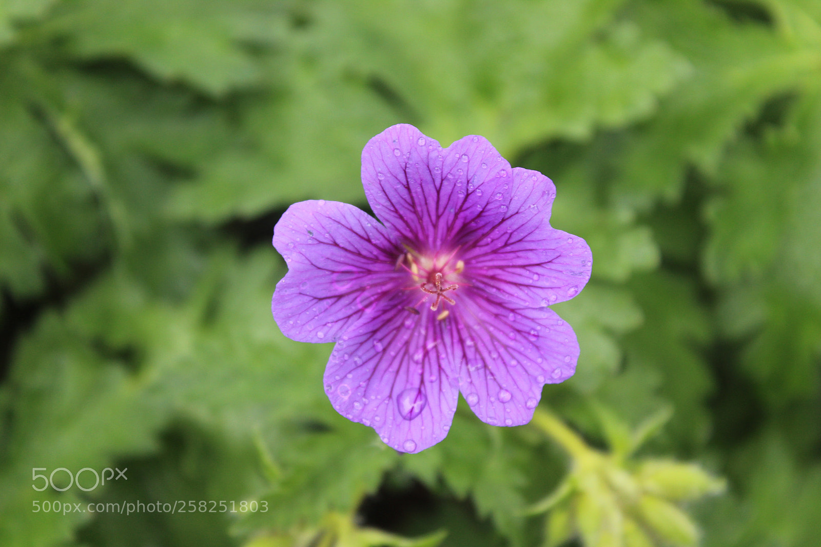 Canon EOS 1300D (EOS Rebel T6 / EOS Kiss X80) sample photo. Macro shot of purple photography