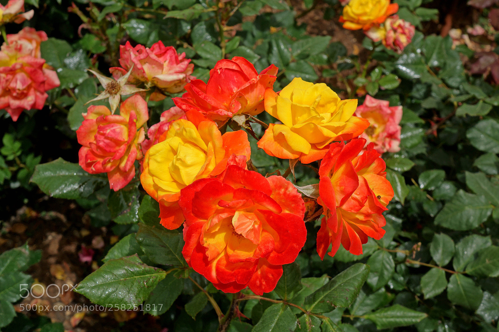 Sony Cyber-shot DSC-RX10 sample photo. Macro shot of red photography
