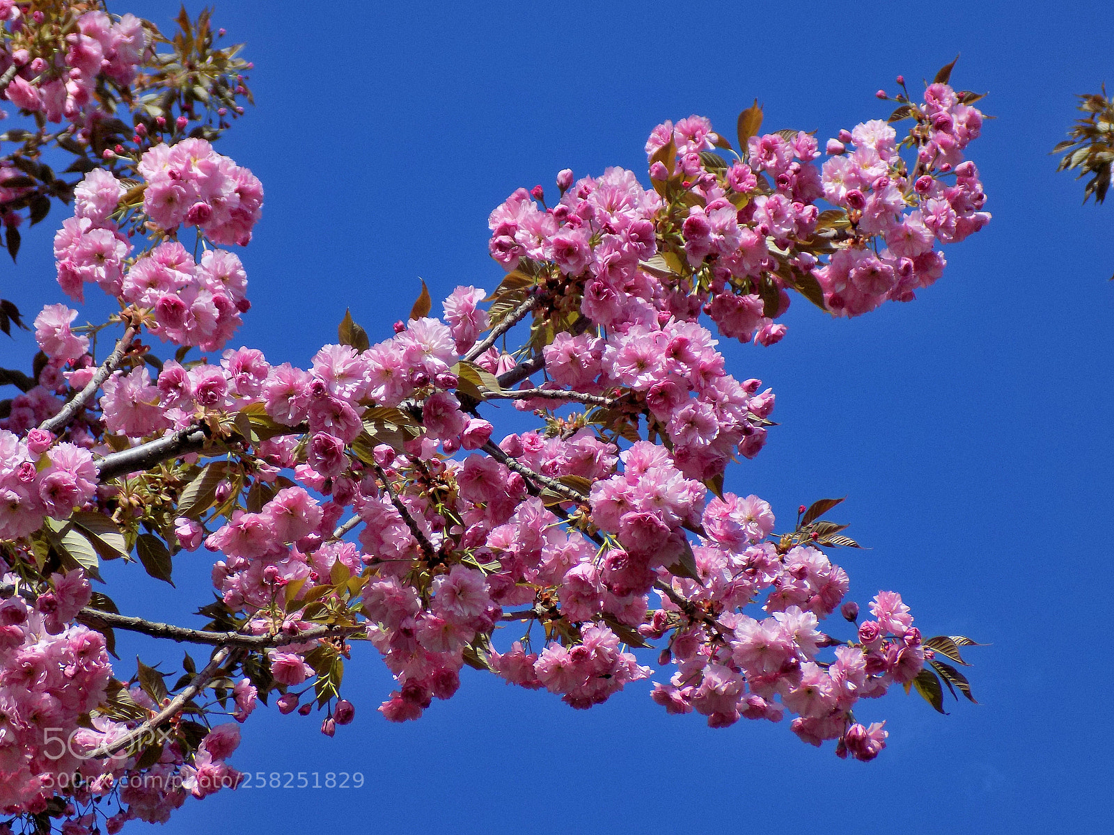 Nikon COOLPIX L330 sample photo. Macro shot of pink photography